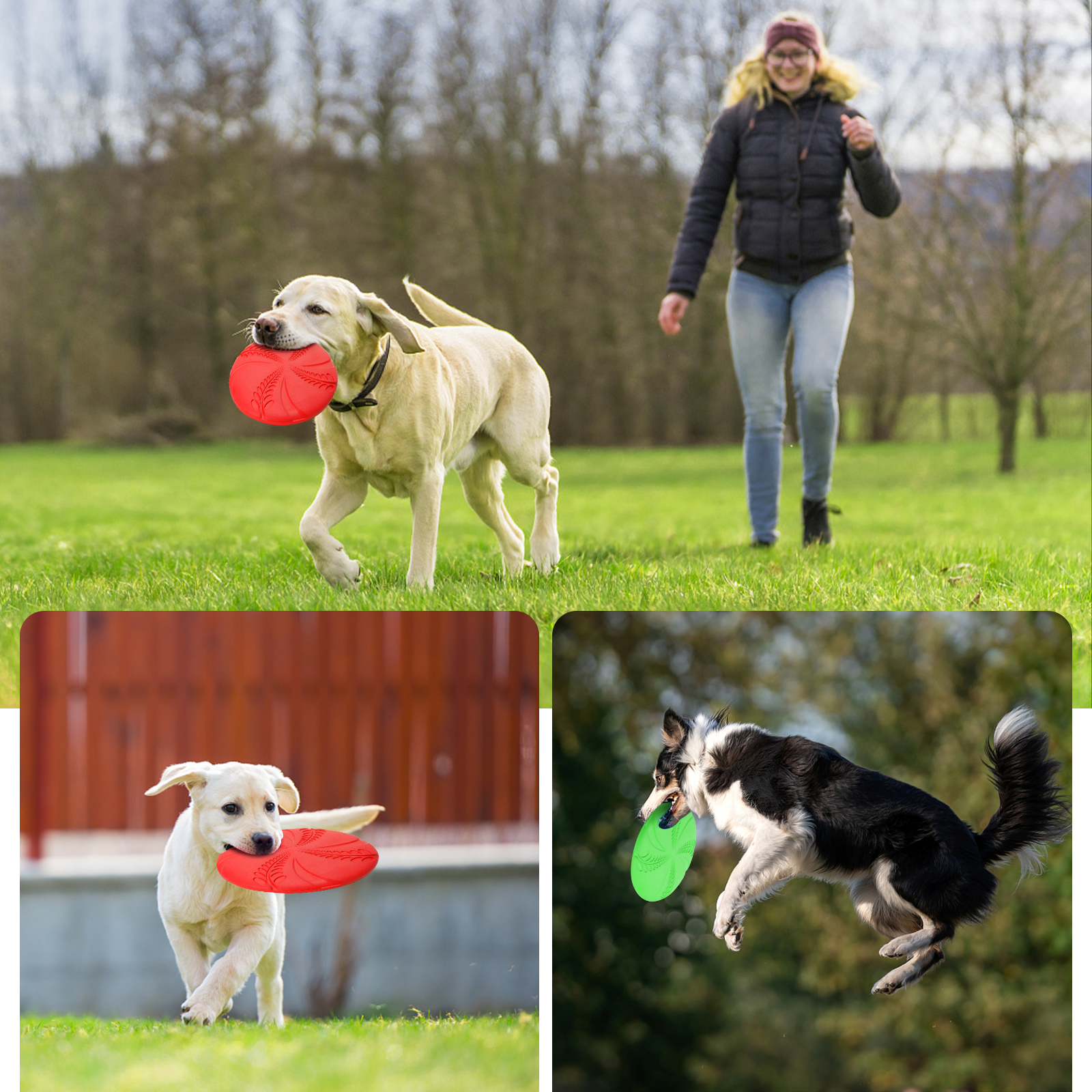 Perros jugando al frisbee en un campo. Una mujer lanzando el frisbee.