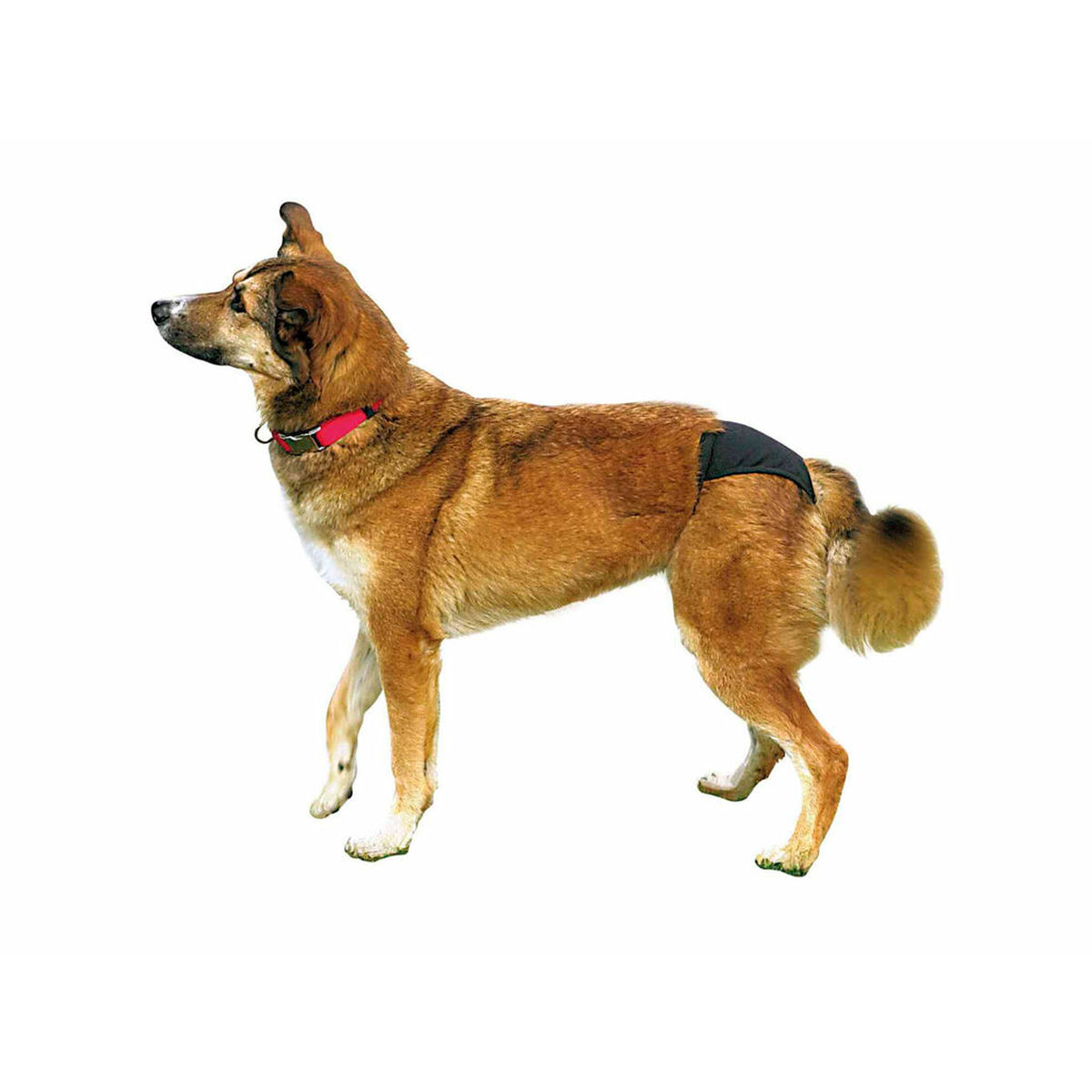 Un perro marrón y blanco con un pañal negro. El perro mira hacia la izquierda.