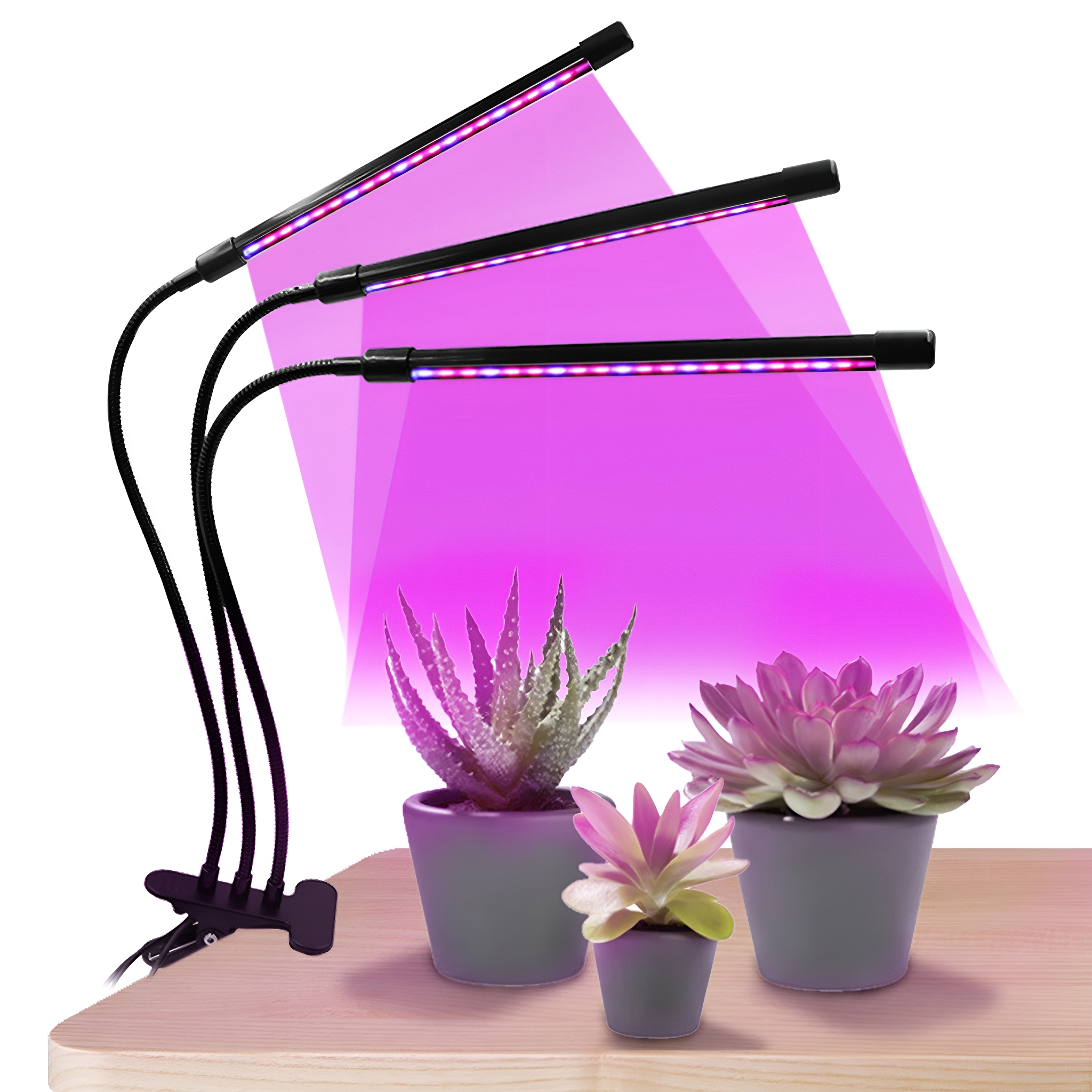 Drei Pflanzenwachstumslampen über drei Topfpflanzen. Die Lichter sind an und zeigen ein violettes Leuchten.