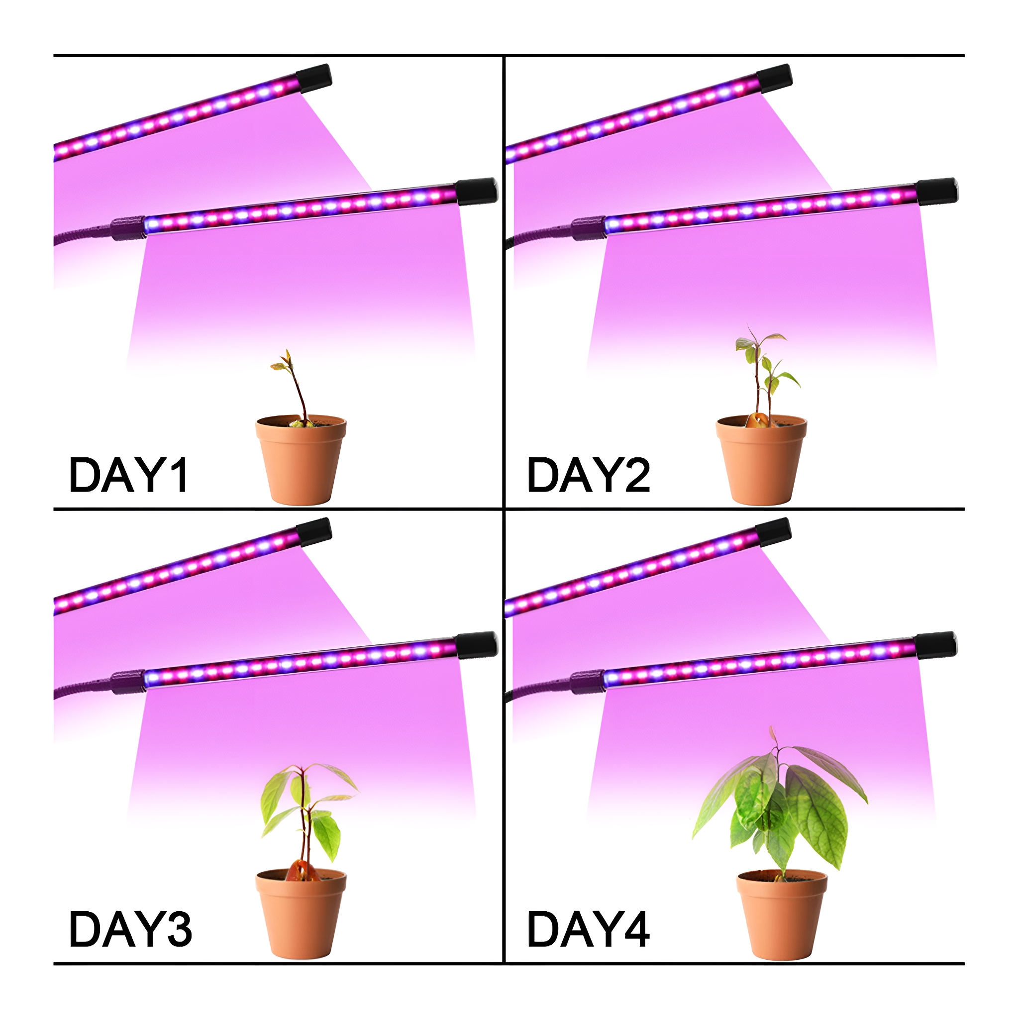 Pflanzen, die über vier Tage unter Pflanzenlampen wachsen. Tage 1-4.