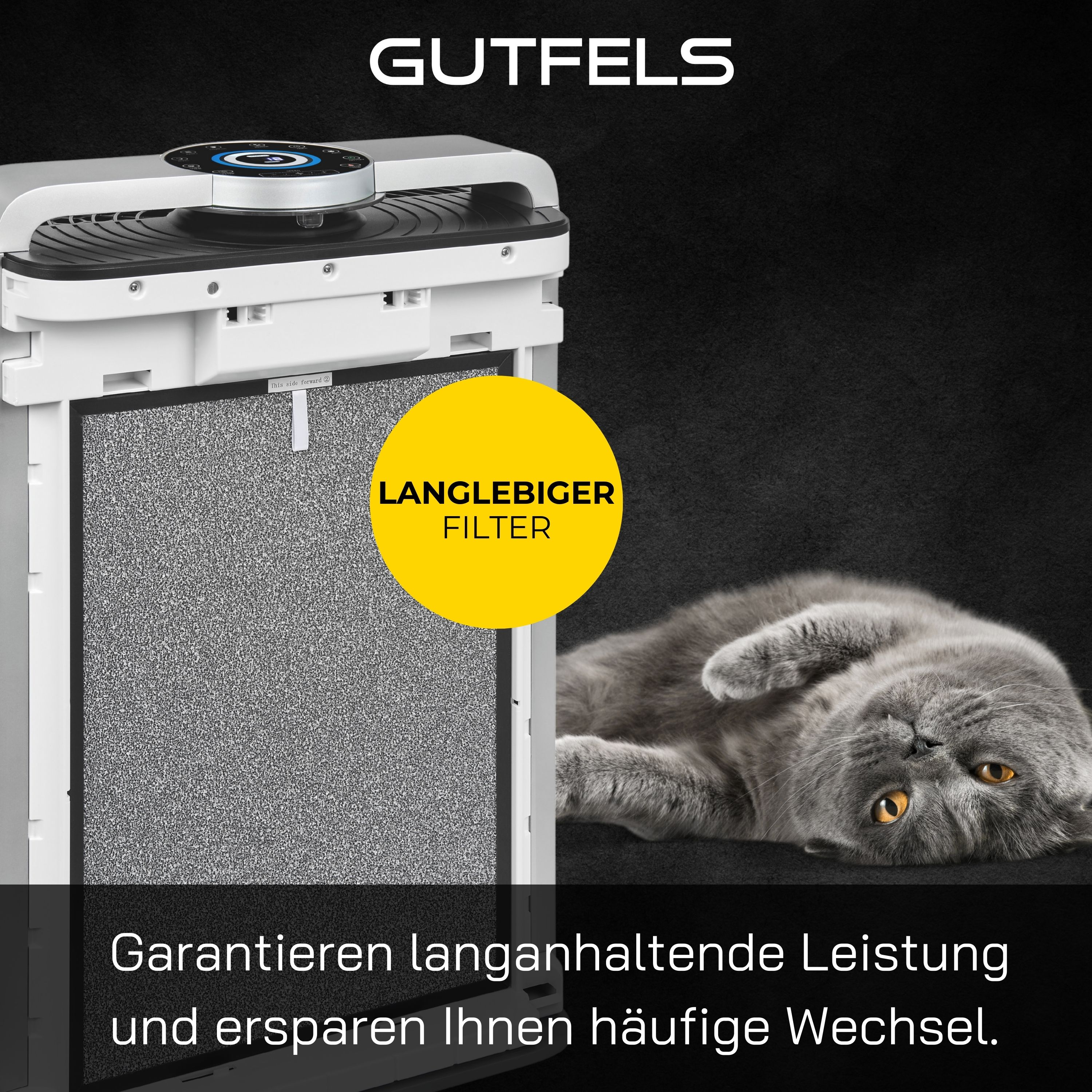 Eine graue Katze liegt mit einem Filter und Produkttext auf schwarzem Hintergrund.