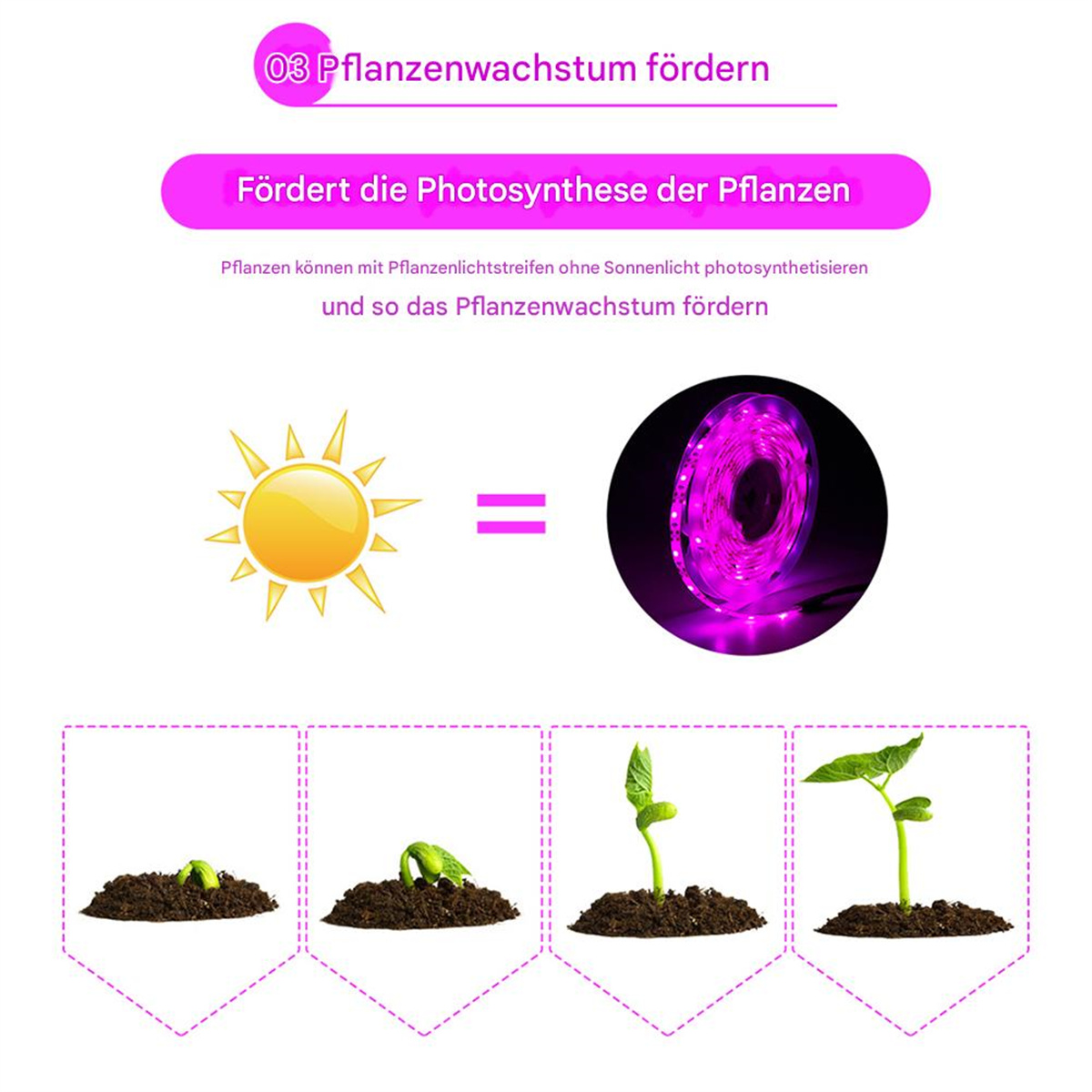 Diagramm, das Pflanzenwachstum mit Licht zeigt. Enthält eine Sonne, ein violettes Licht und Schritte einer Pflanze.