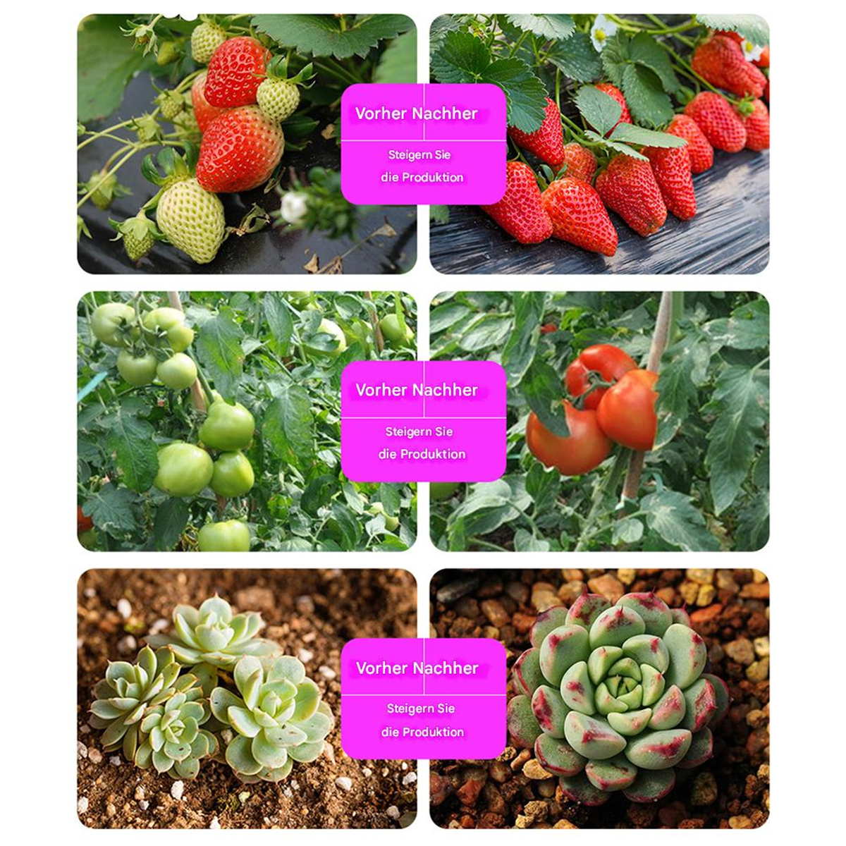 Das Bild zeigt Vorher-Nachher-Vergleiche von Erdbeeren, Tomaten und Sukkulenten mit deutschem Text 'Vorher Nachher'.