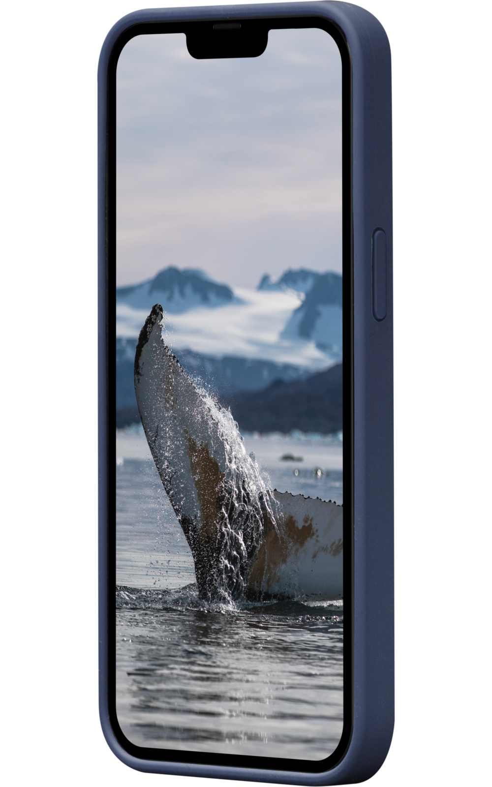 Telefono che mostra la coda di una balena che emerge dall'acqua. Il telefono è in una custodia blu.