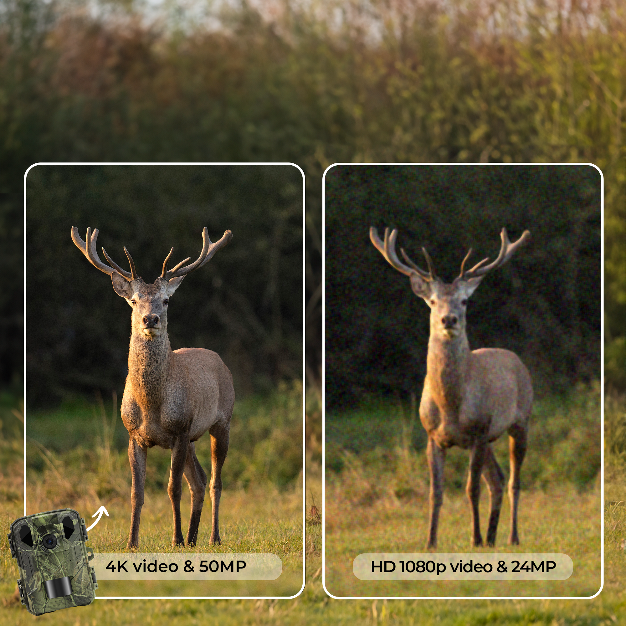 Two images of deer, one with antlers, in fields. Camera trap is shown on left with 4k video.