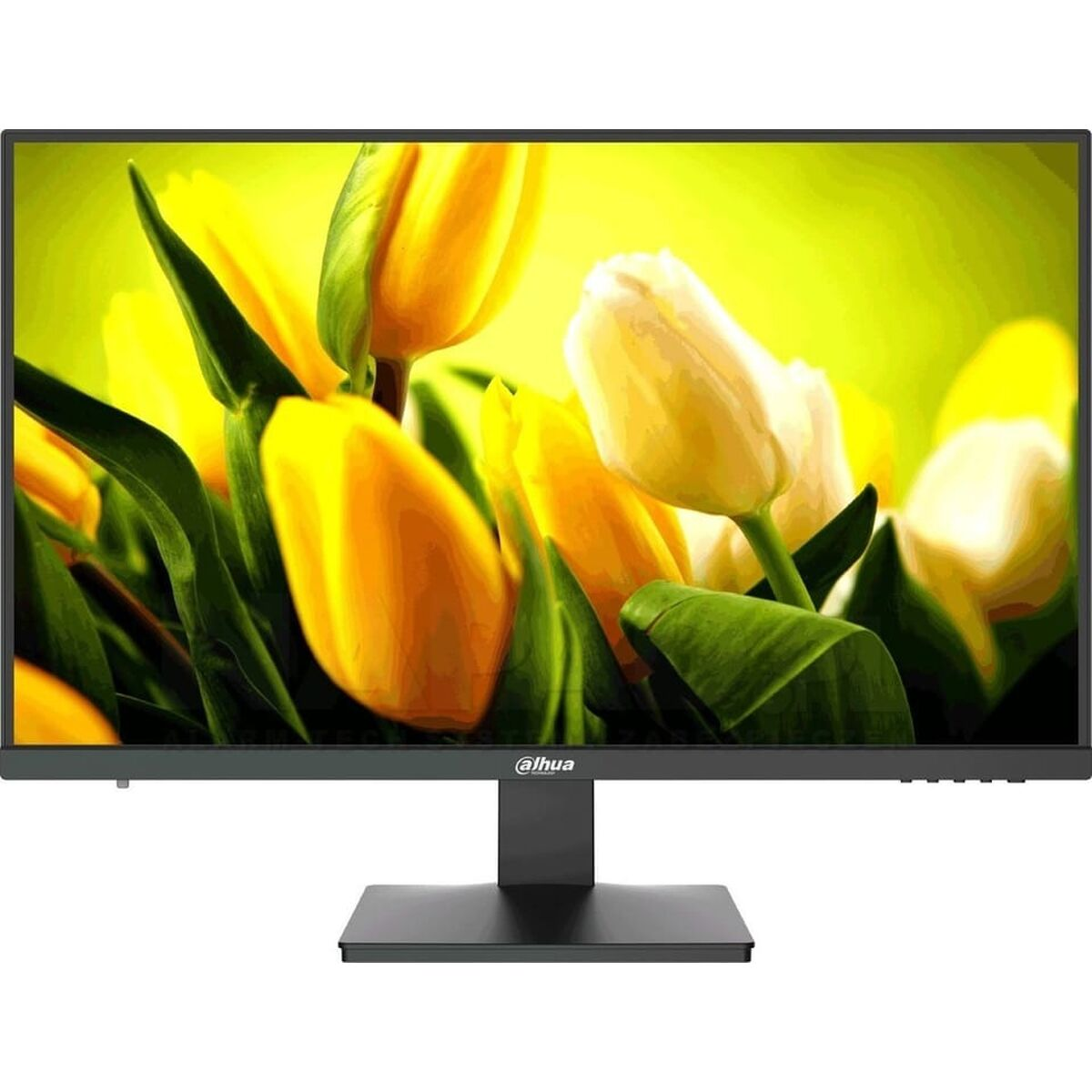 Un monitor di computer mostra un'immagine floreale con tulipani gialli e bianchi.