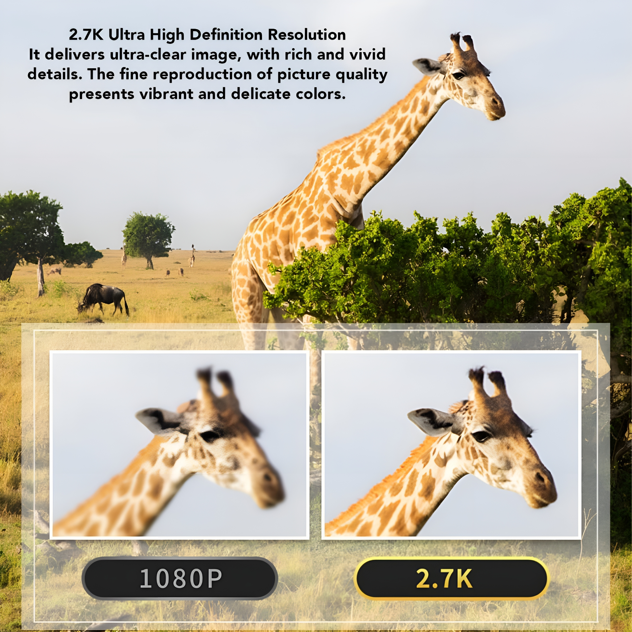 Eine Giraffe in einer Savanne. Einsätze vergleichen 1080P und 2.7K Auflösungen. Text: 2.7K Ultra High Definition Resolution.