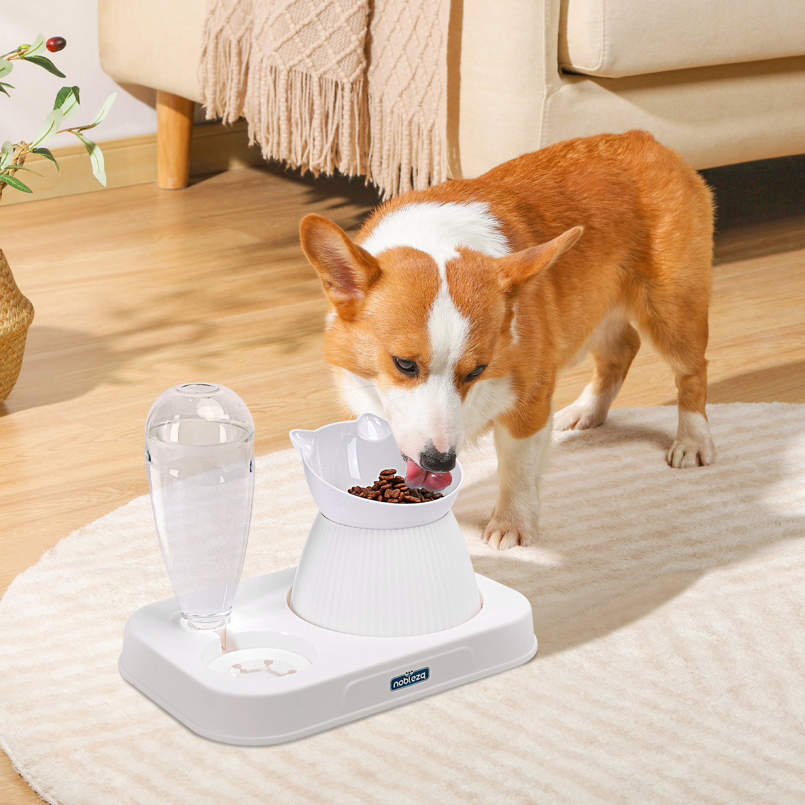 Perro corgi comiendo de un cuenco blanco para perros, con un dispensador de agua sobre una alfombra clara.