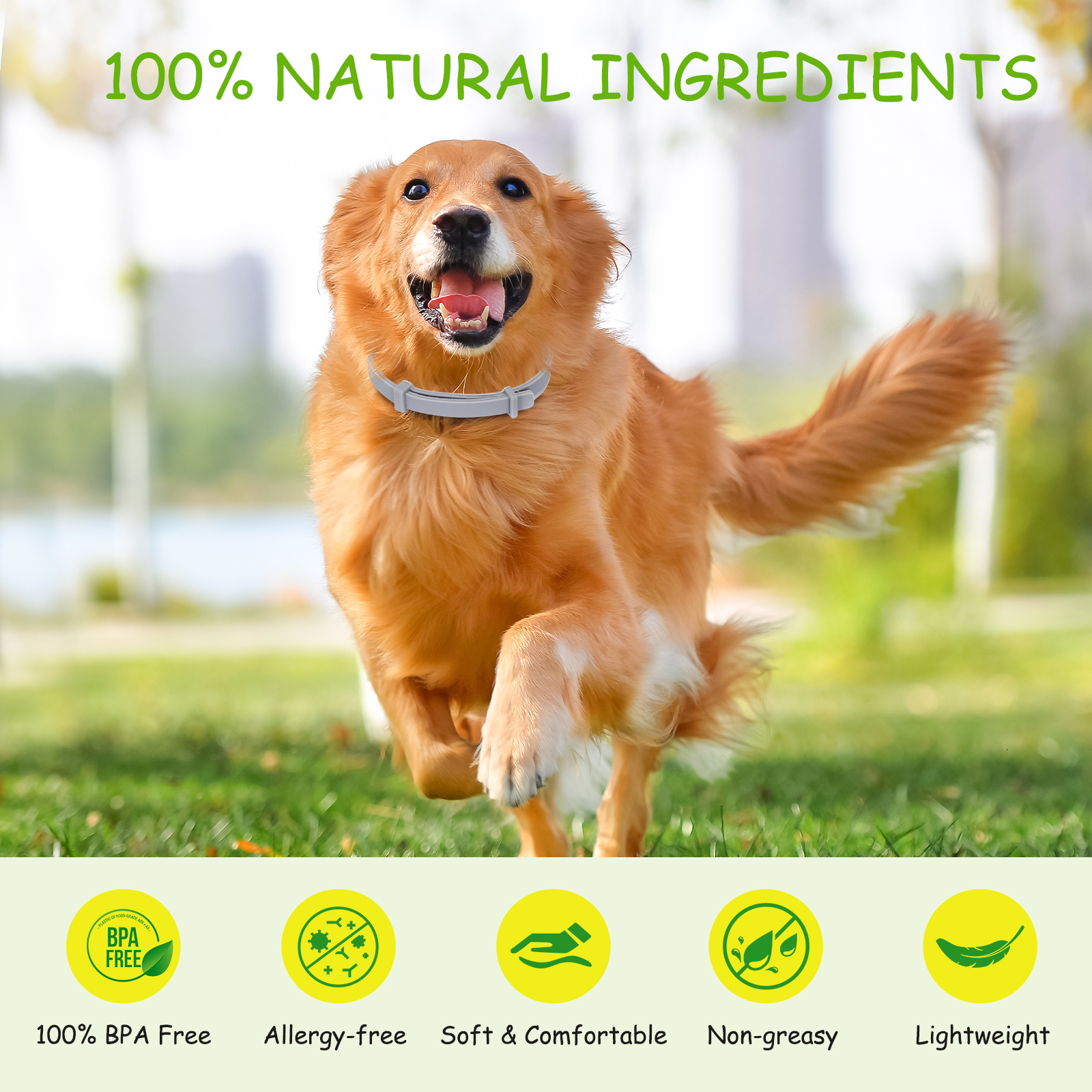 Perro golden retriever corriendo con collar gris. Texto: 100% ingredientes naturales.