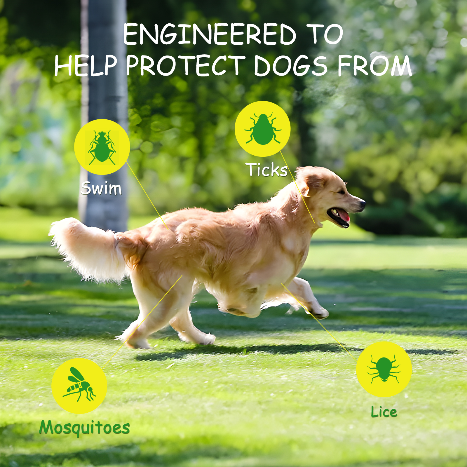 Un perro Golden Retriever corriendo en un campo verde. Está rodeado de círculos con iconos, indicando protección.