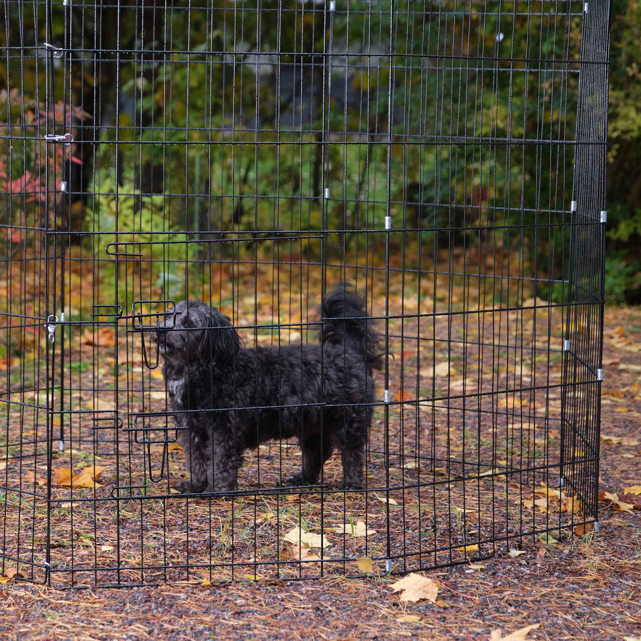 Schwarzer Hund in einem schwarzen Drahtzaungehege, umgeben von Laub und Bäumen.