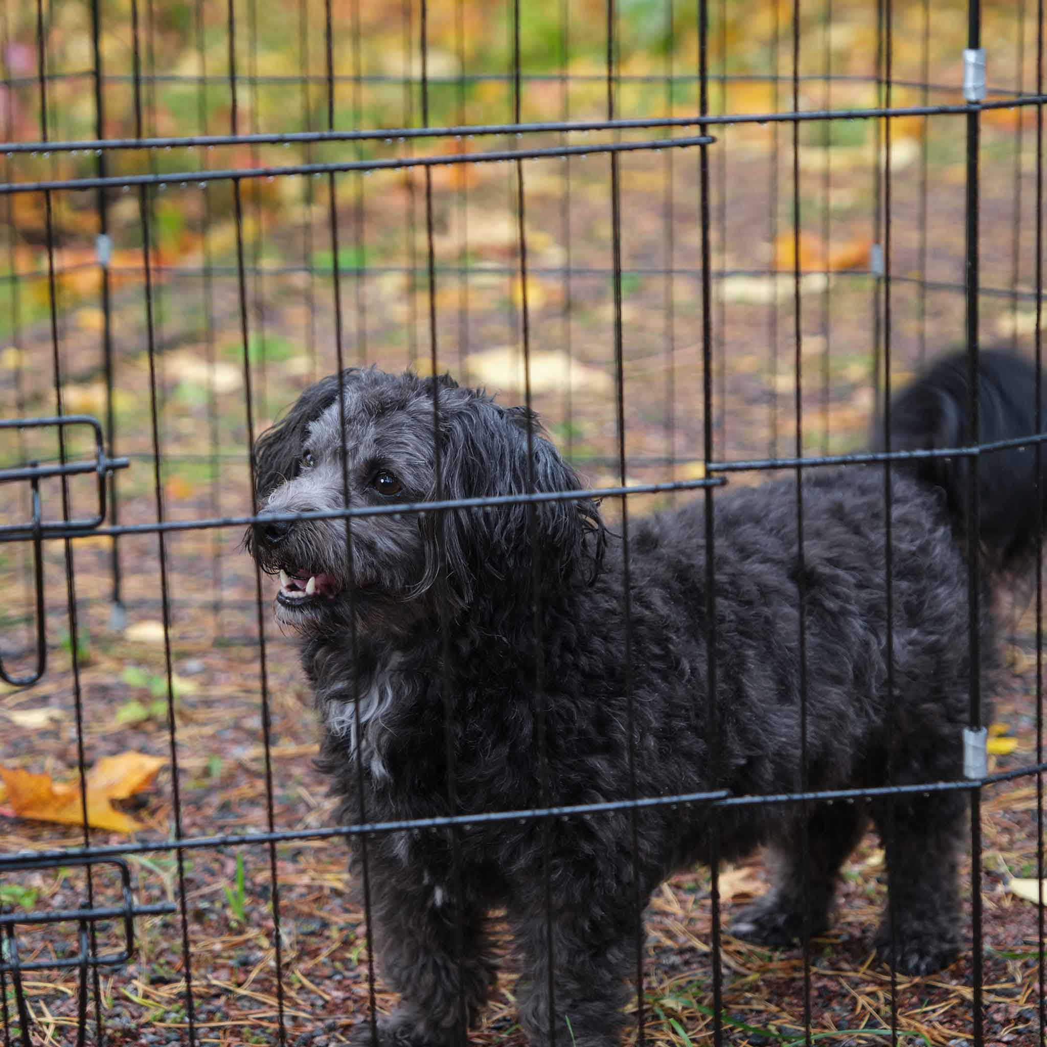 Ein schwarzer Hund hinter einem schwarzen Drahtkäfig, von der Seite gesehen. Der Boden hat Blätter.