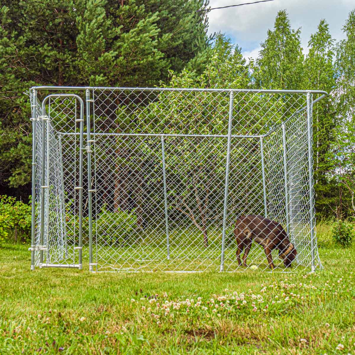 Hund in einem Hundeauslauf aus Maschendraht in einem grasbewachsenen Bereich.