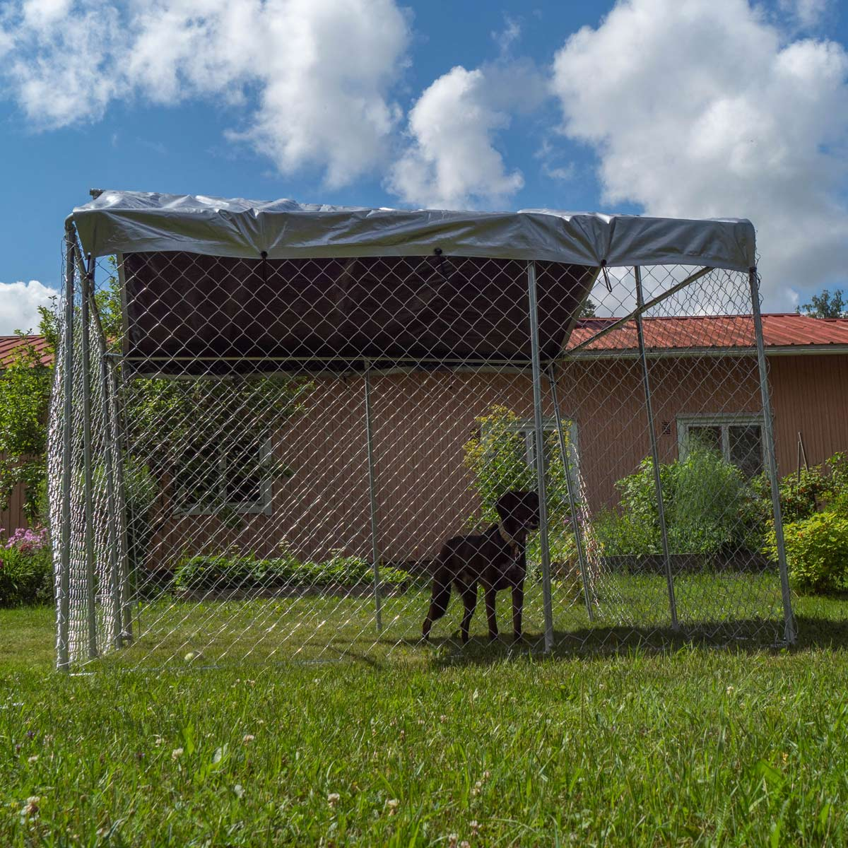 Ein Hund in einem umzäunten Bereich. Ein Haus im Hintergrund.