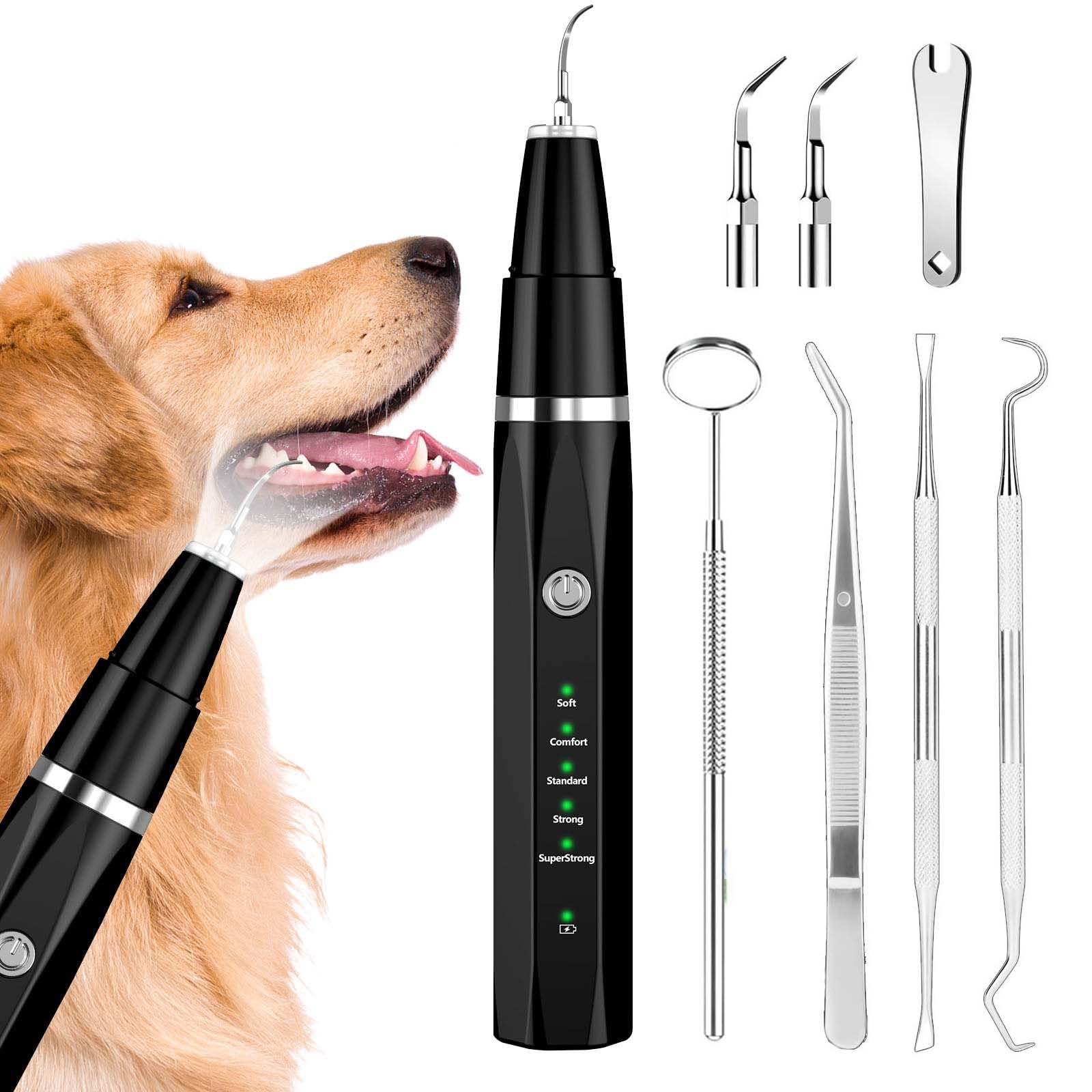 Das Maul eines Hundes, das mit einem Ultraschallscaler gereinigt wird, mit zahnärztlichen Werkzeugen und einem Hund.