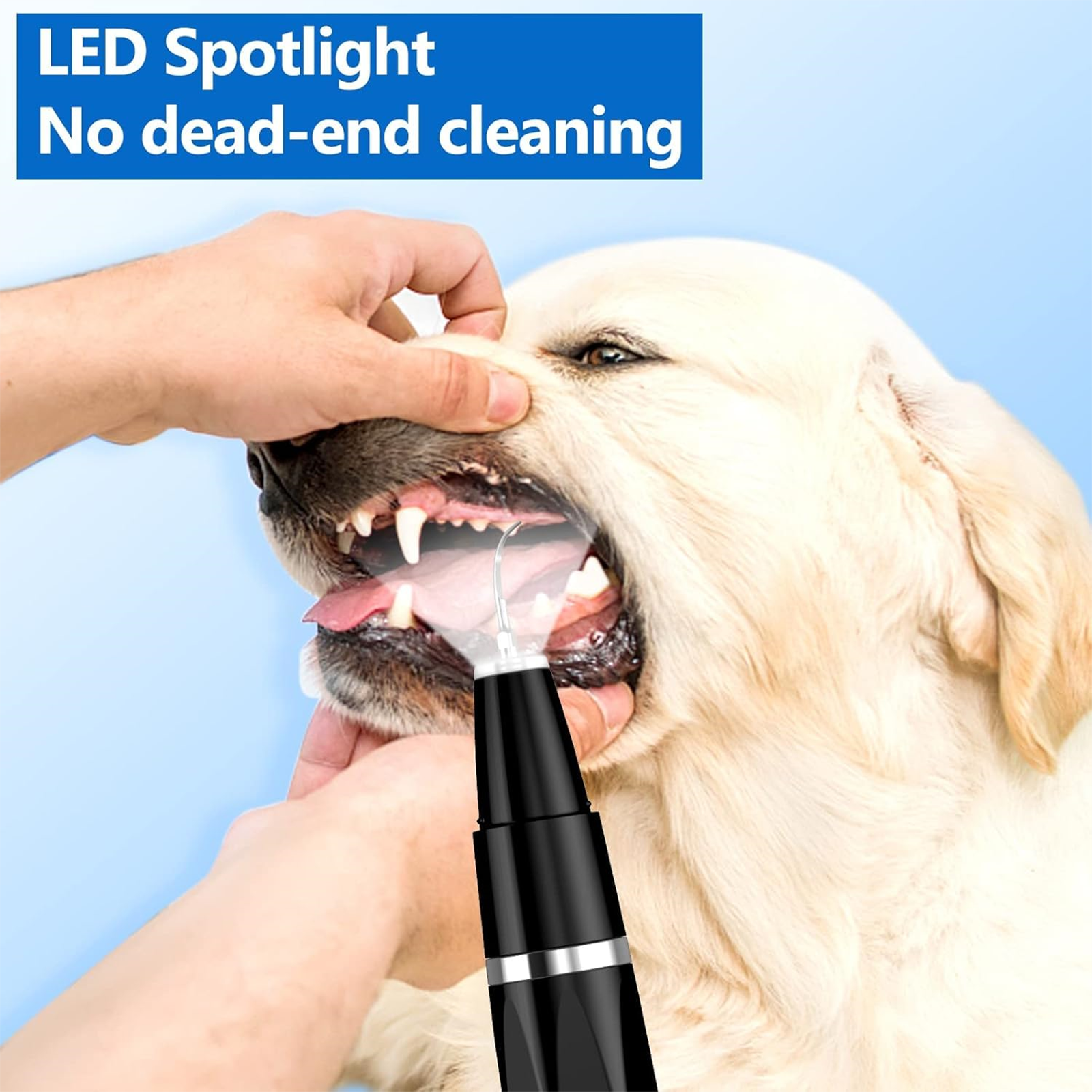 Die Zähne eines Hundes werden mit einem schwarzen LED-Scheinwerfer gereinigt. Eine menschliche Hand hält das Gerät davor.