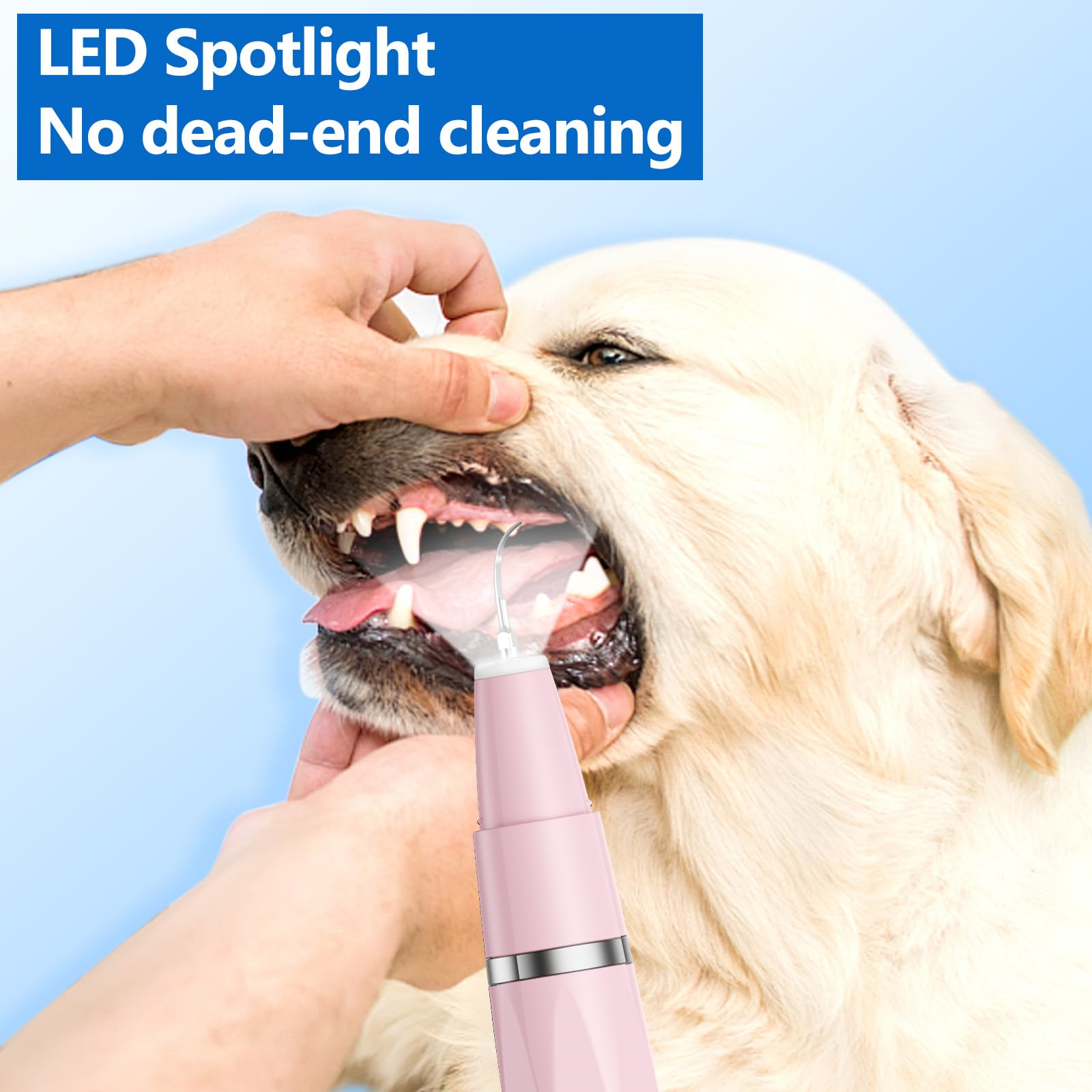 Hunde Zähne werden mit einem pinkfarbenen Dentalwerkzeug vor blauem Hintergrund gereinigt.