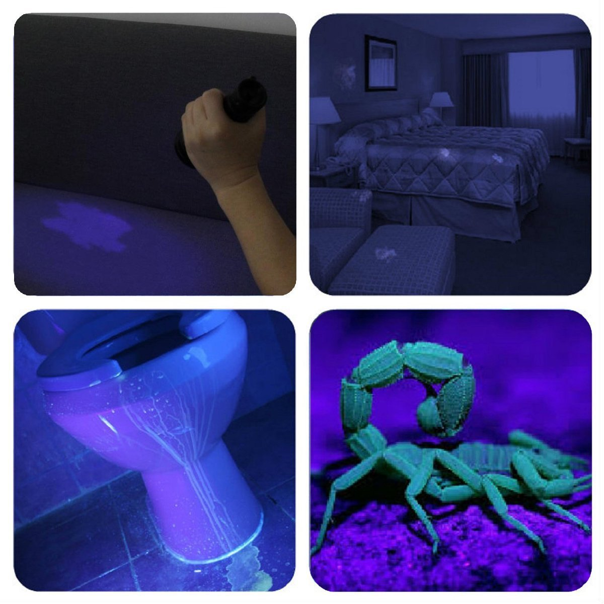 Eine Reihe von vier Bildern, die mit Schwarzlicht beleuchtet werden. Verschiedene Objekte fluoreszieren.