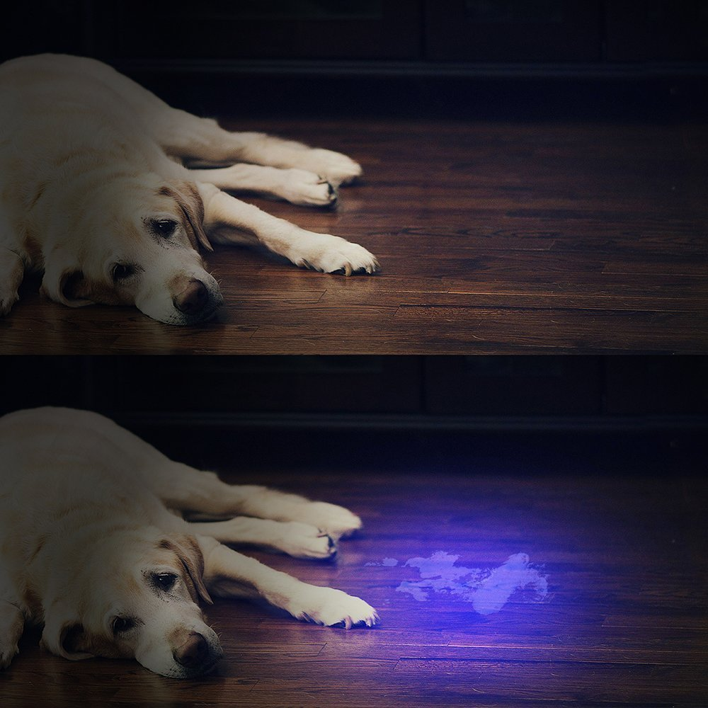 Ein Hund liegt auf einem Holzboden. Im unteren Bild ist ein blauer Fleck auf dem Boden zu sehen, der durch Licht hervorgehoben wird.