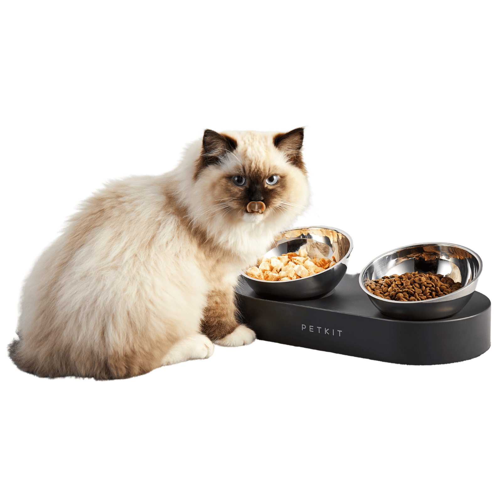 Kot z niebieskimi oczami siedzi obok dwóch misek ze stali nierdzewnej na czarnej podstawie.