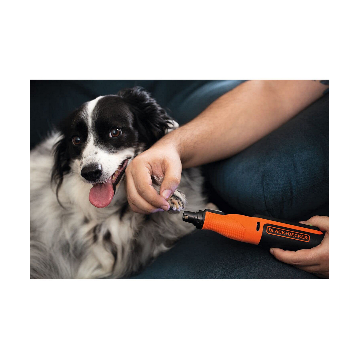 Eine Person benutzt einen Nagel-Grinder an der Pfote eines schwarz-weißen Hundes. Der Hund ist auf Blau.
