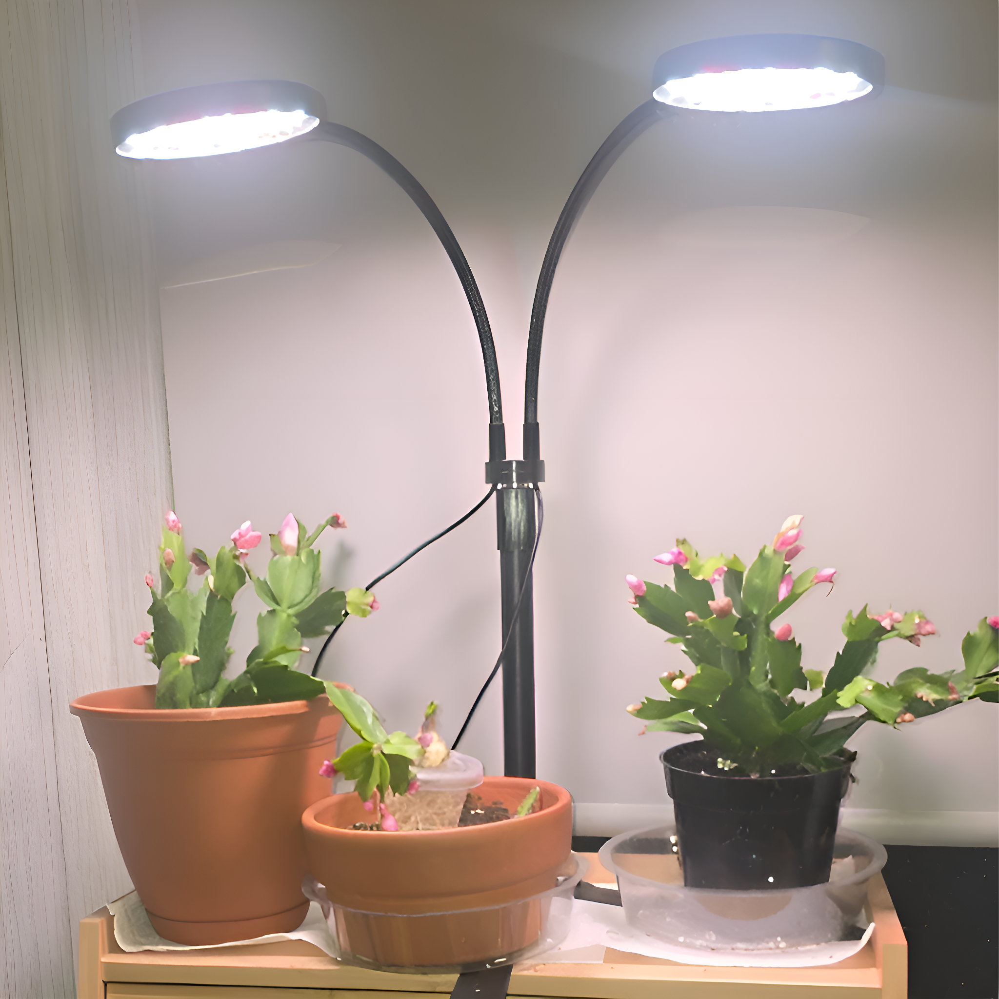 Drei Topfpflanzen unter einer Doppel-LED-Pflanzenlampe. Rosa Knospen sichtbar.