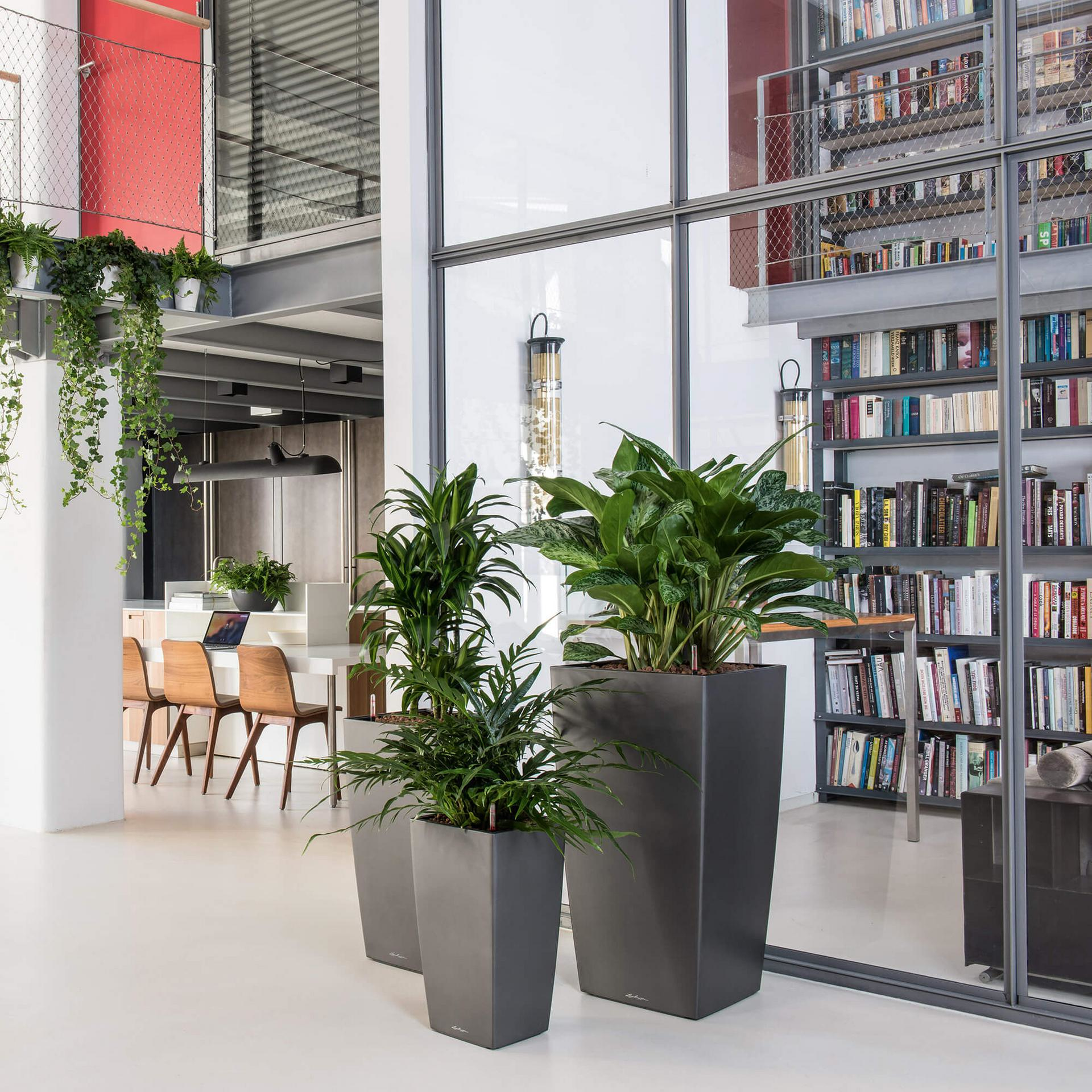 Innenraum mit Pflanzen in großen Töpfen, Tisch mit Stühlen und Bücherregalen im Hintergrund.