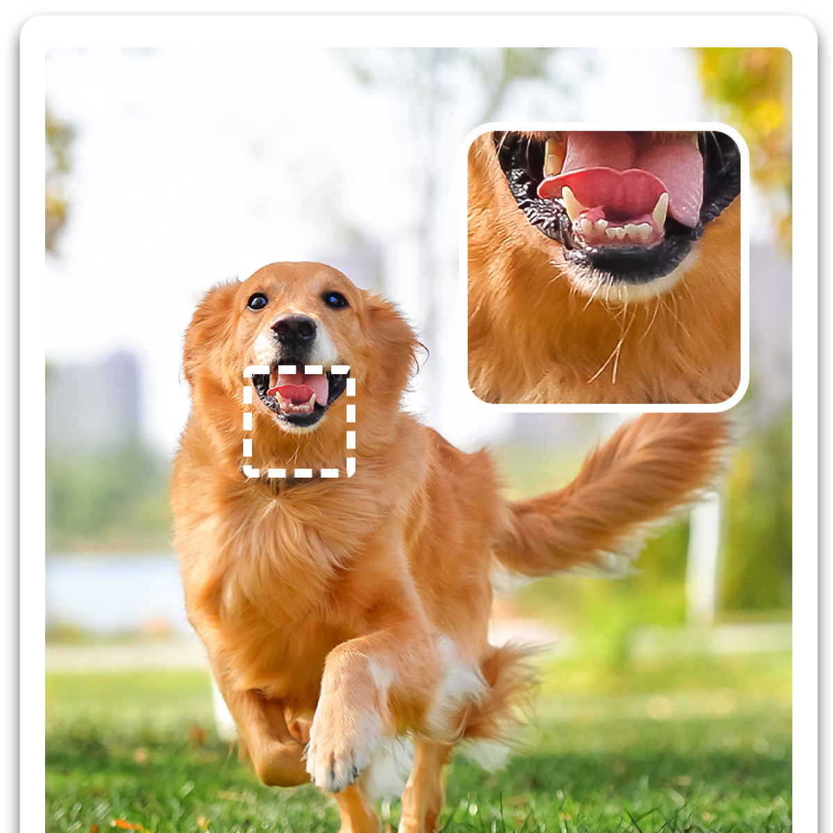 Goldener Retriever läuft über Gras, Maul offen. Inset zeigt Nahaufnahme der Zähne.