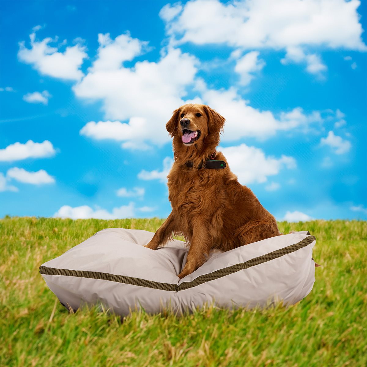 A golden retriever dog sitting on a beige cushion, green grass and blue sky.