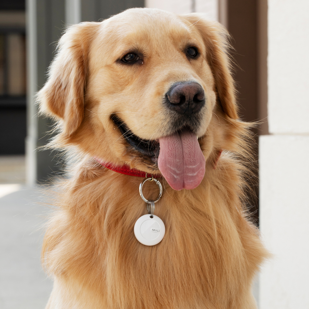 Ein Golden Retriever mit rotem Halsband und weißem Smart-Tag im Freien.