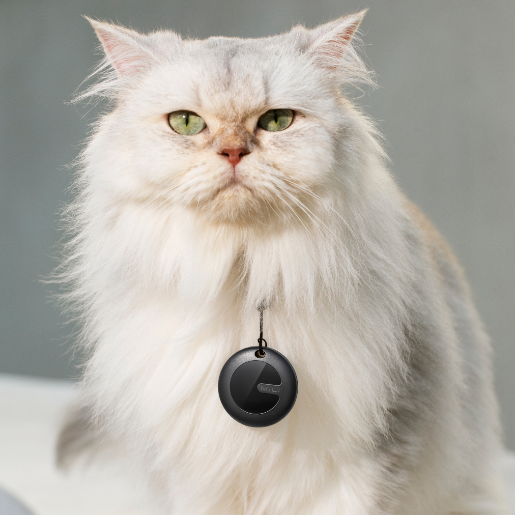 Eine flauschige weiße Katze mit einem schwarzen Tracker-Halsband, die direkt in die Kamera schaut.