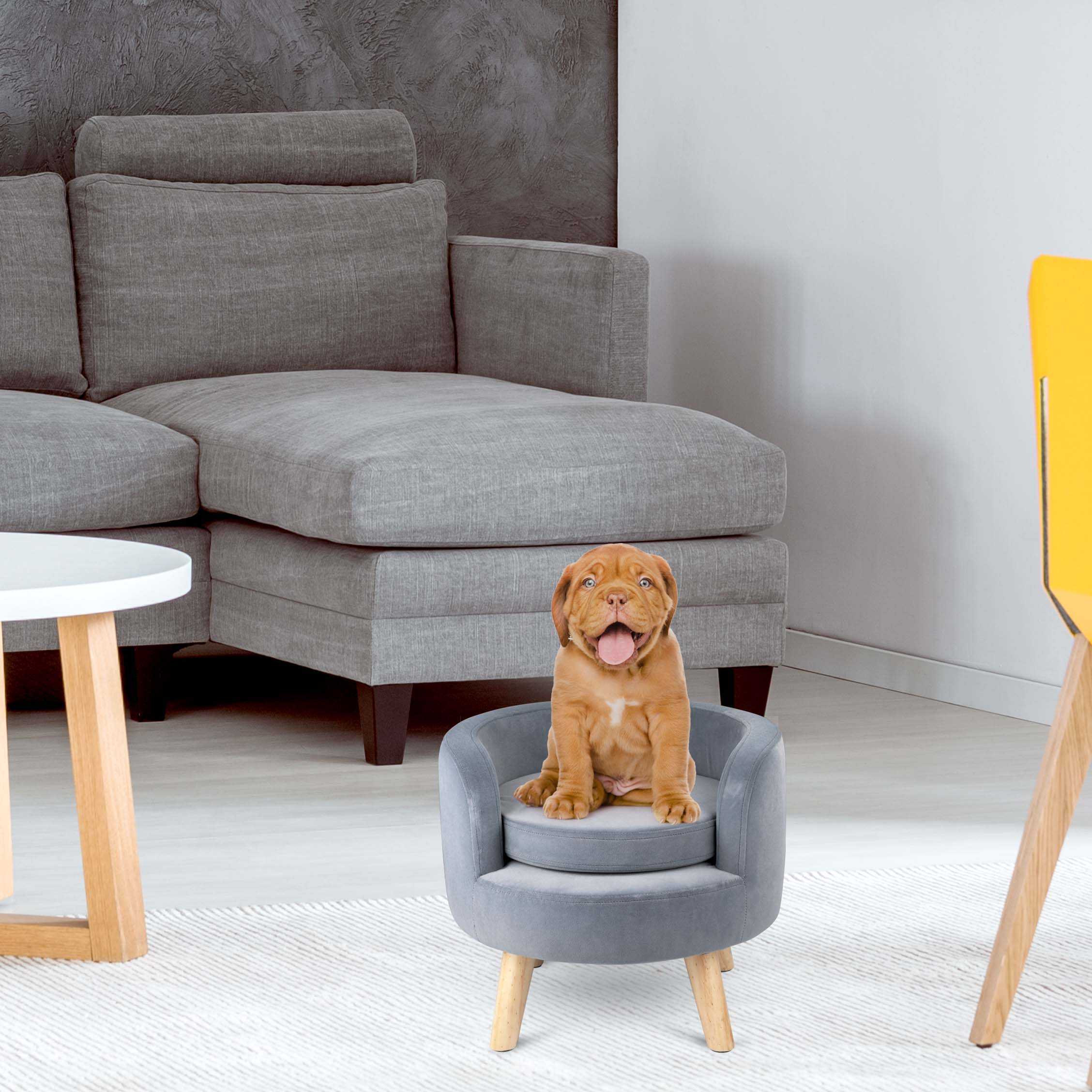 Brown puppy sits on a gray chair, tongue out. Gray sofa and yellow chair in the background.
