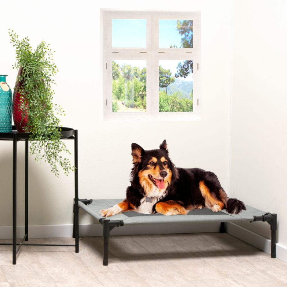 Dog on a gray elevated bed by a window, green trees outside.