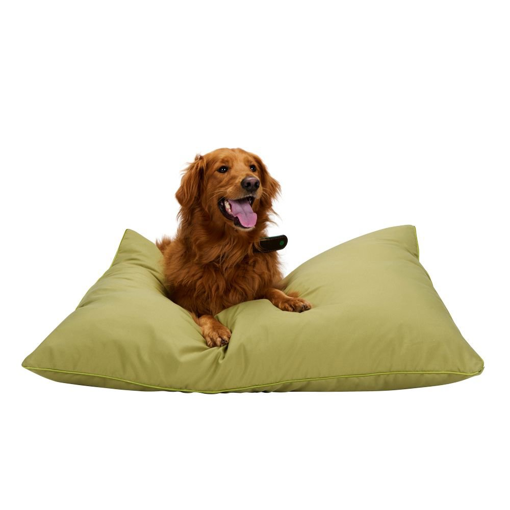A Golden Retriever dog is laying on a green beanbag. The dog is happy, tongue out. White background.