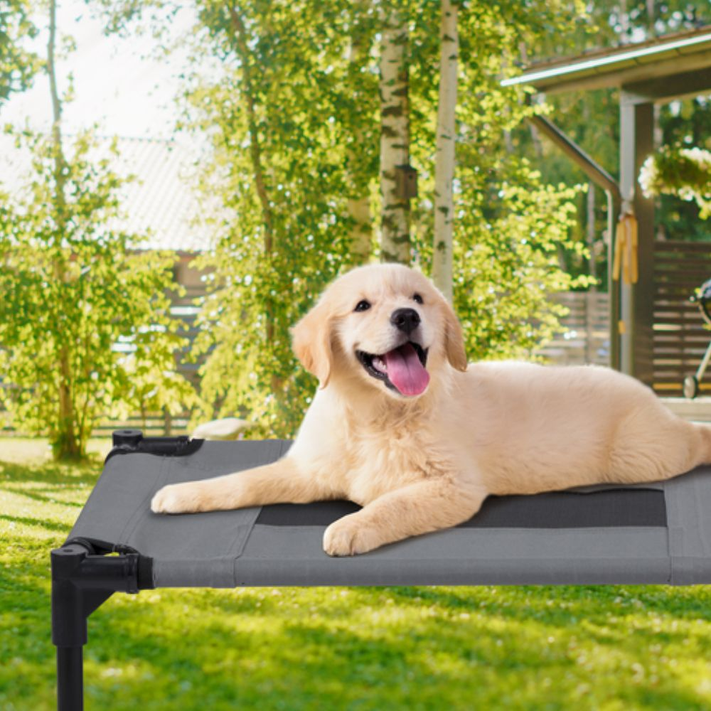 Puppy laying on a gray dog bed. It has black legs and a mesh center.