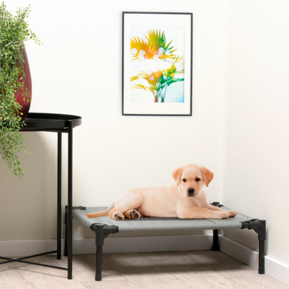 A yellow lab puppy laying on a gray pet bed. A painting is on the white wall behind the bed.