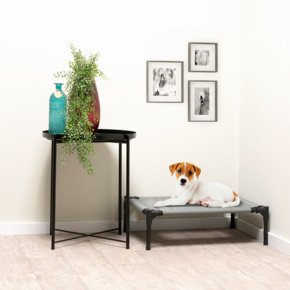 A dog on a dog bed near a table with a plant and framed pictures on a white wall.