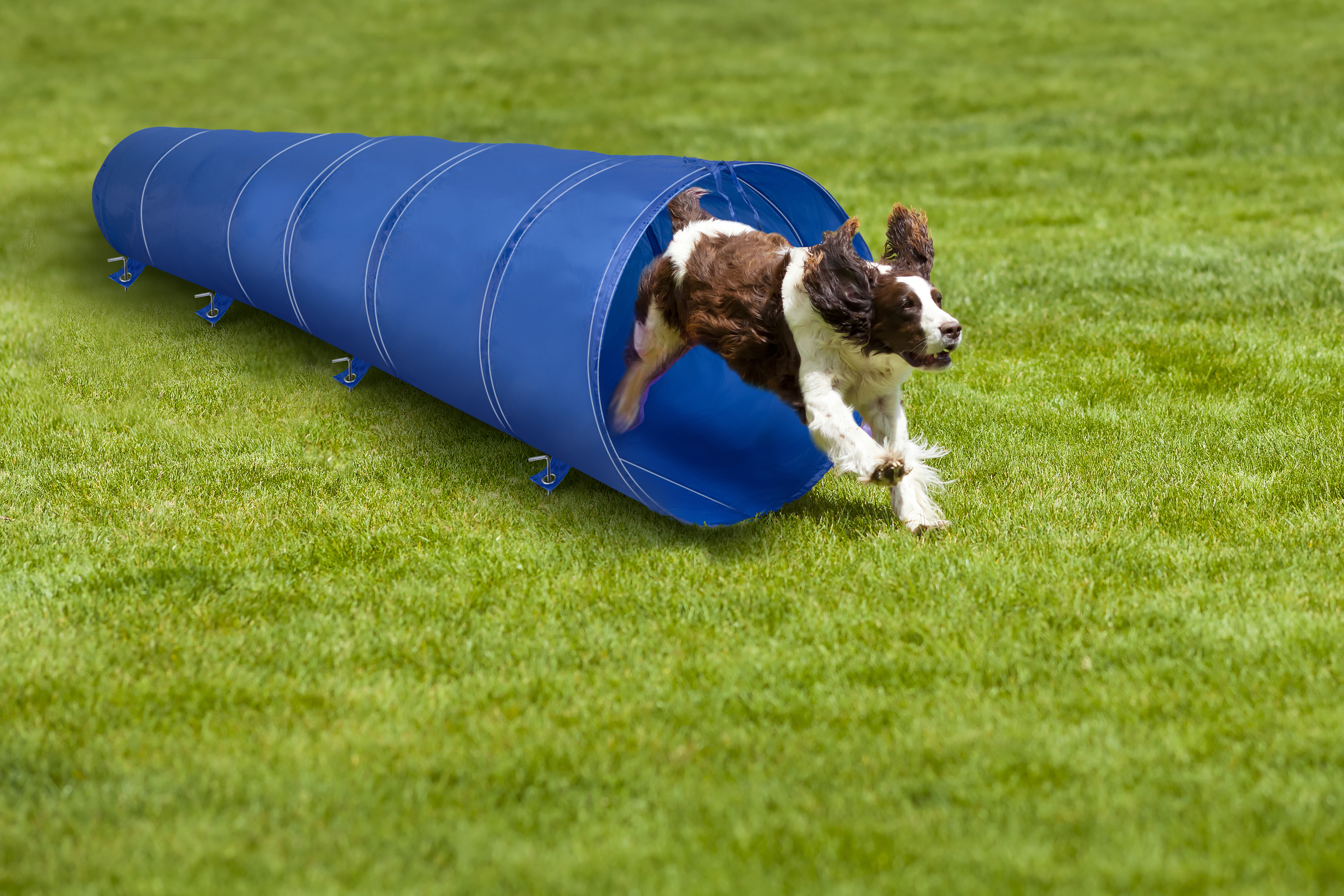 A brown and white dog runs out of a blue agility tunnel on a green lawn.