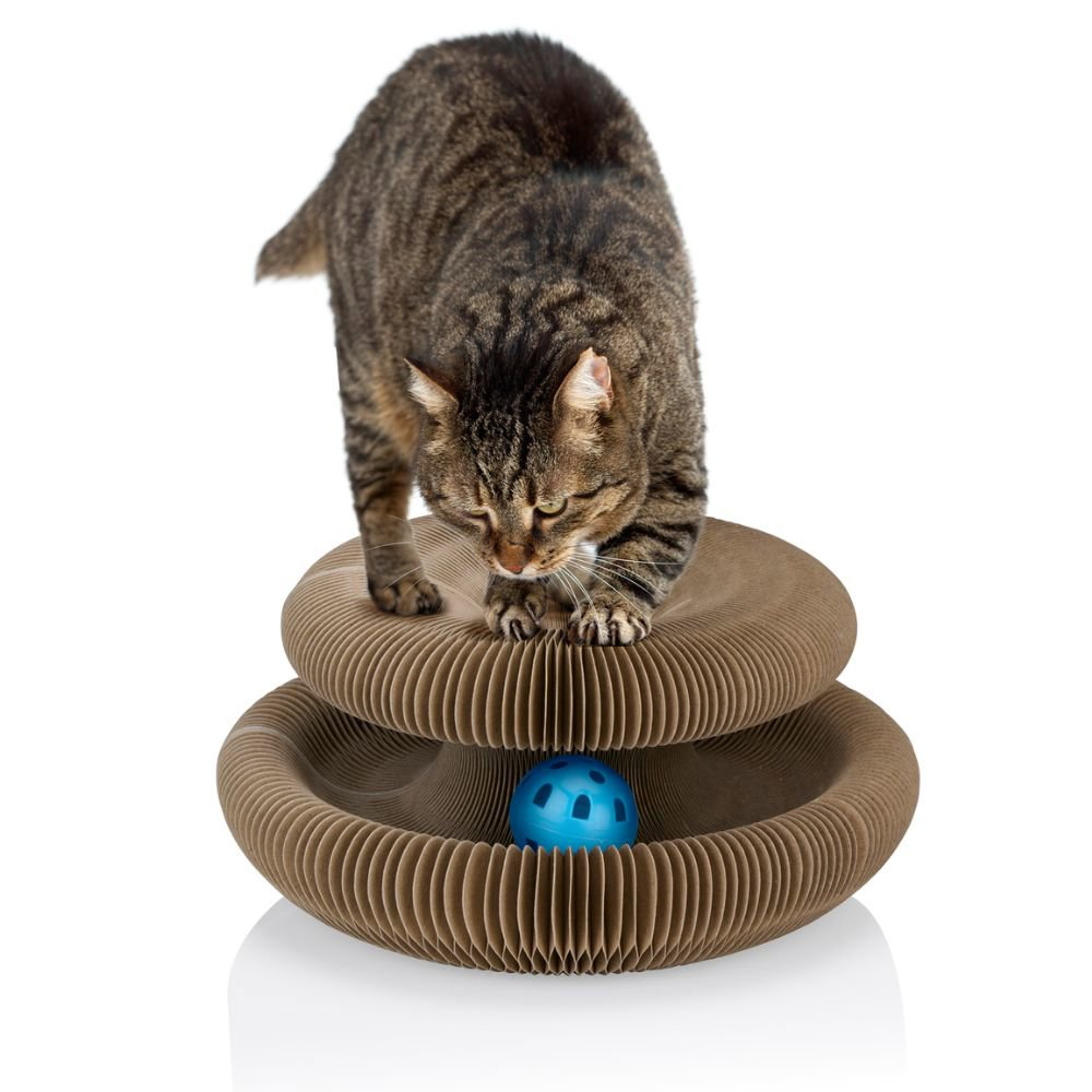 Een cyperse kat staat op een kattenspeeltje van golfkarton met een blauwe bal. Witte achtergrond.