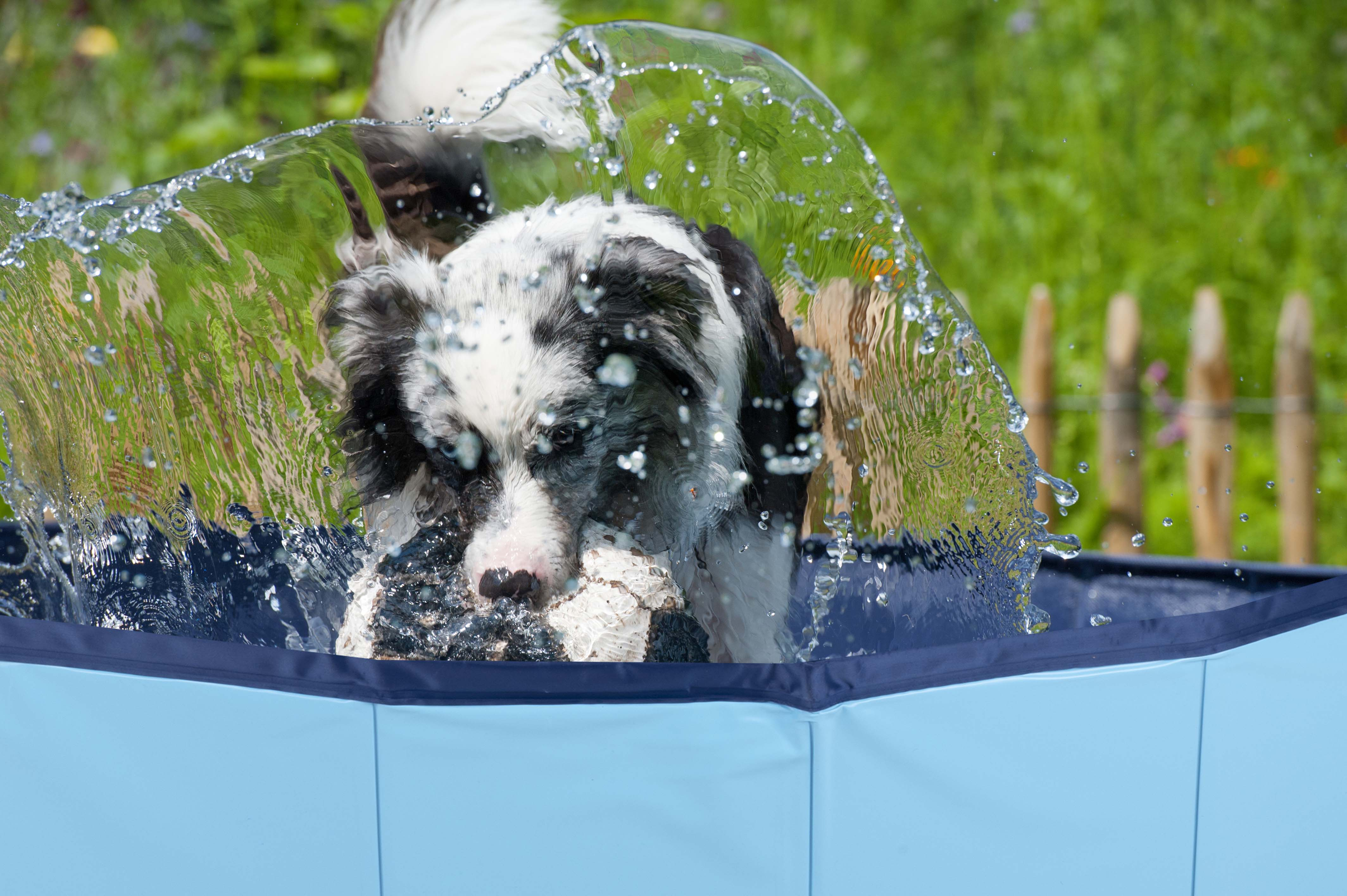 A black and white dog with a ball in its mouth jumps out of a splash pool.