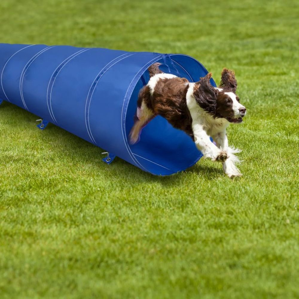 A dog runs out of a blue dog tunnel on a green grassy field.