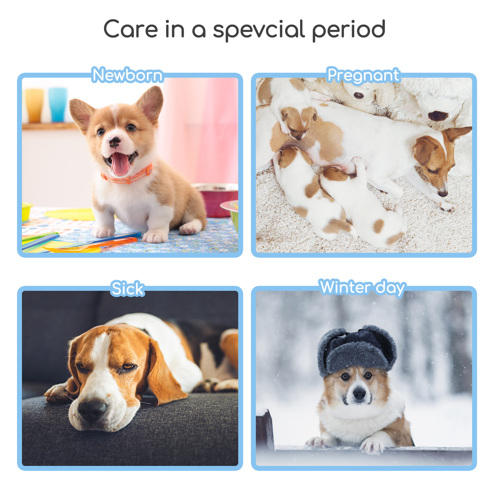 Cuatro imágenes que muestran cachorros: recién nacido, embarazada, enfermo y en invierno. Cada escena tiene un cachorro.