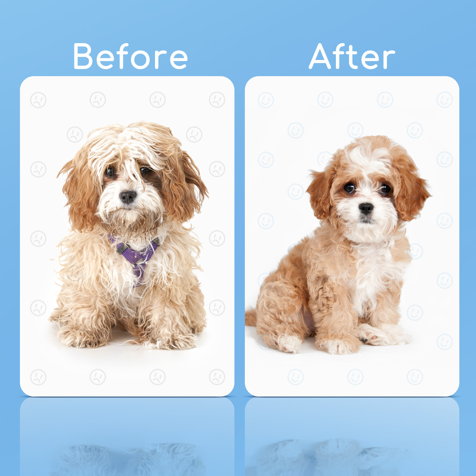 Imágenes de antes y después de un cachorro. Antes: cachorro sucio. Después: cachorro limpio.