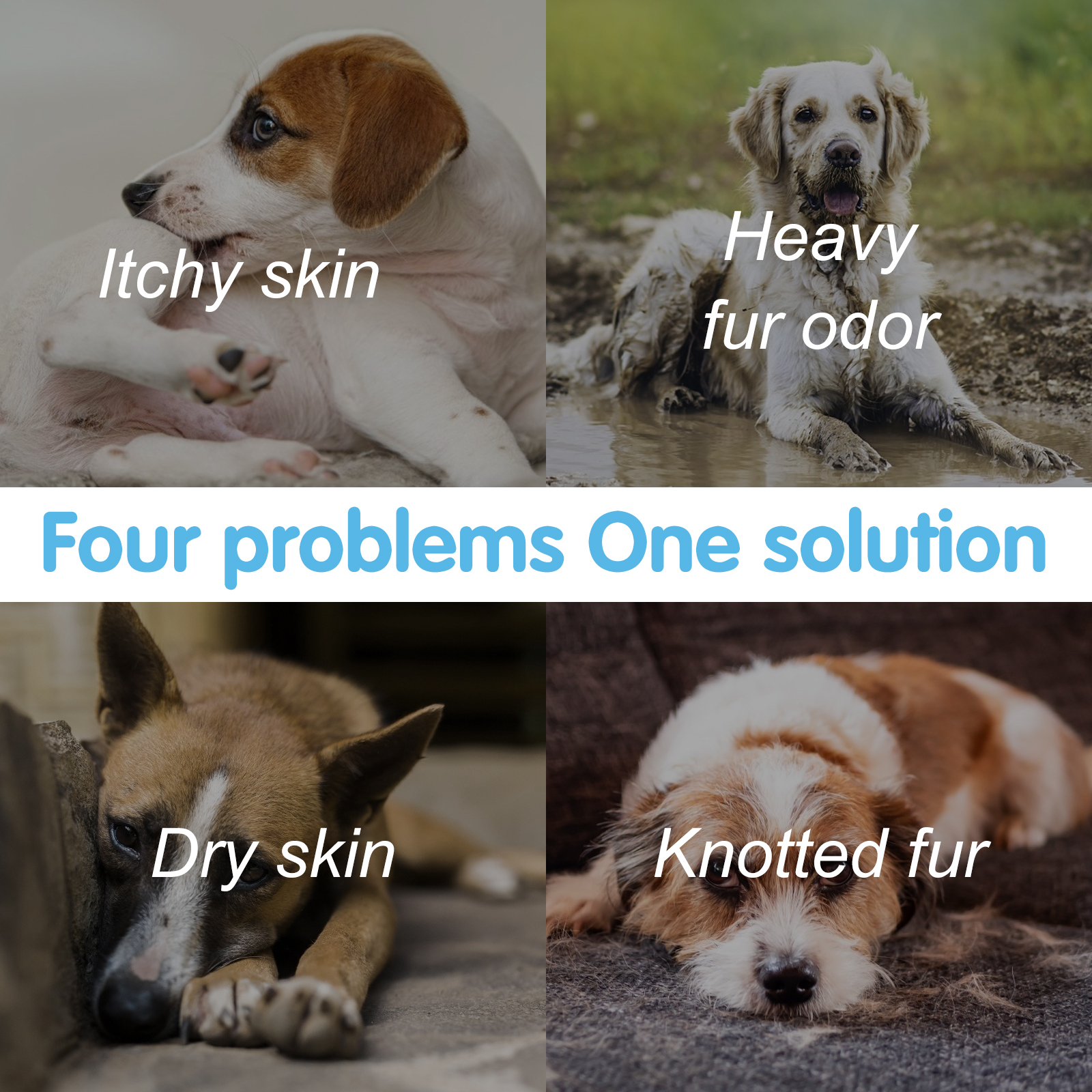 Cuatro imágenes de perros con problemas: piel con picazón, olor fuerte, piel seca y nudos en el pelo.