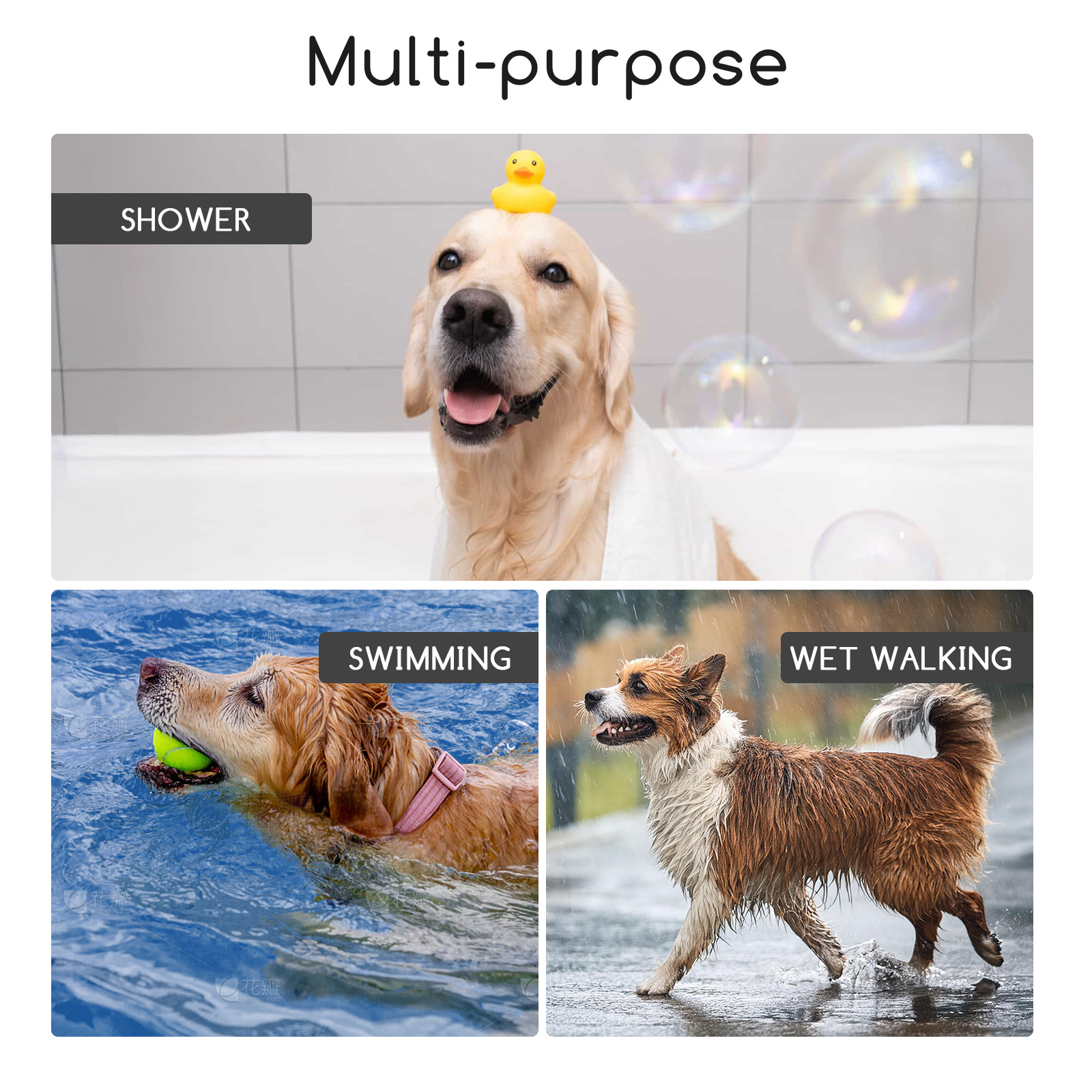 Tres imágenes de perros: uno en la ducha con un pato, uno nadando, y uno caminando bajo la lluvia.