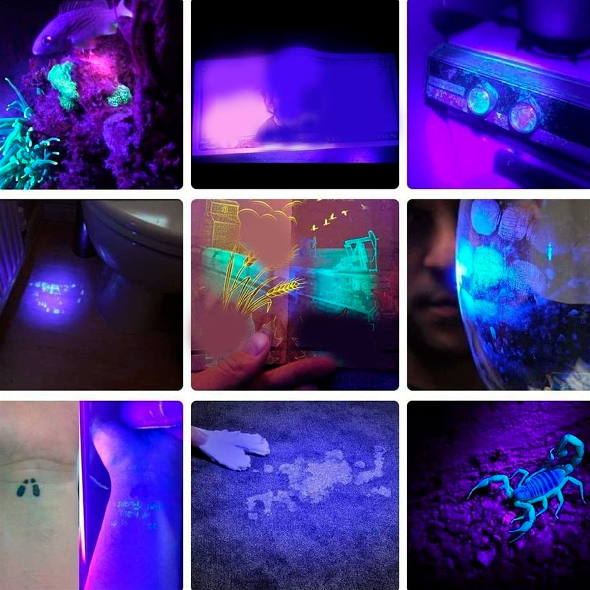 Neun Bilder, die Objekte unter UV-Licht zeigen, darunter Pflanzen, Wasser und ein Skorpion. Verschiedene Farben.