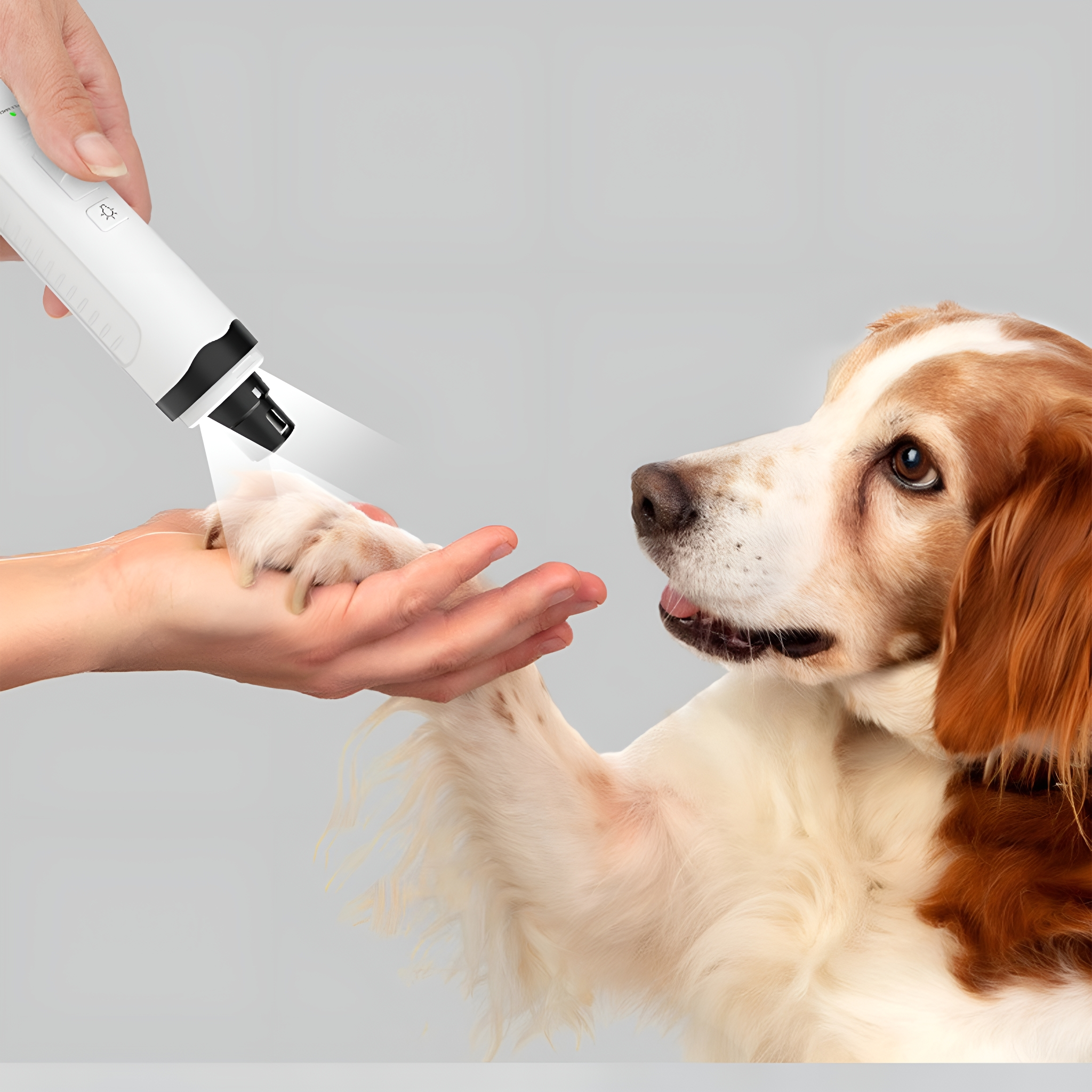 Eine Person hält einen Nageltrimmer, und ein Hund bietet seine Pfote an. Der Hund ist braun und weiß.