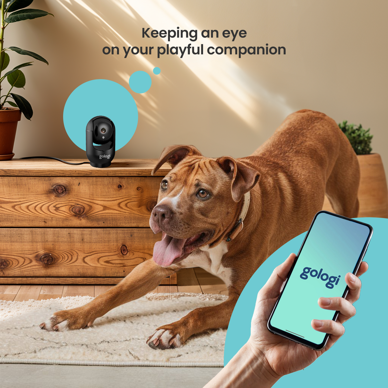 Hund dehnt sich auf einem Teppich, Telefon zeigt Hund und Überwachungskamera.