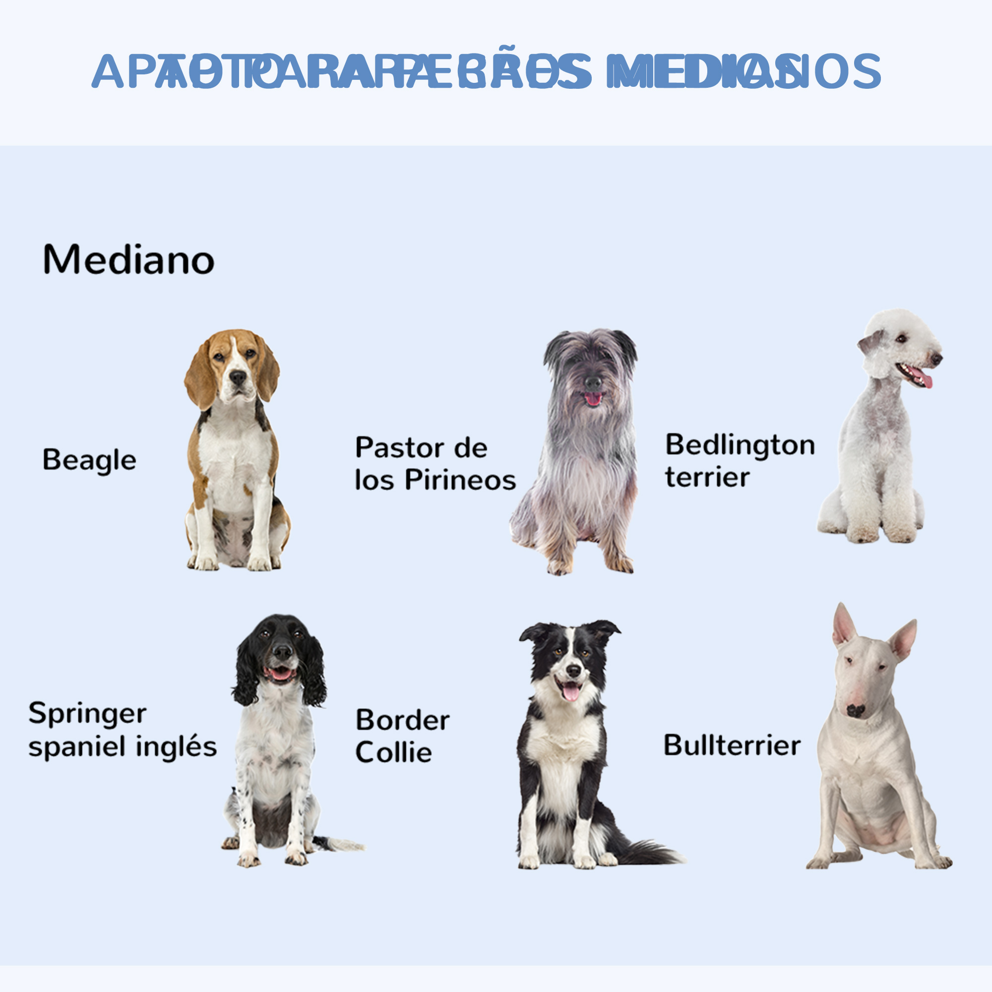 Imagen de razas de perros: Beagle, Springer Spaniel, Border Collie, Bullterrier, etc.