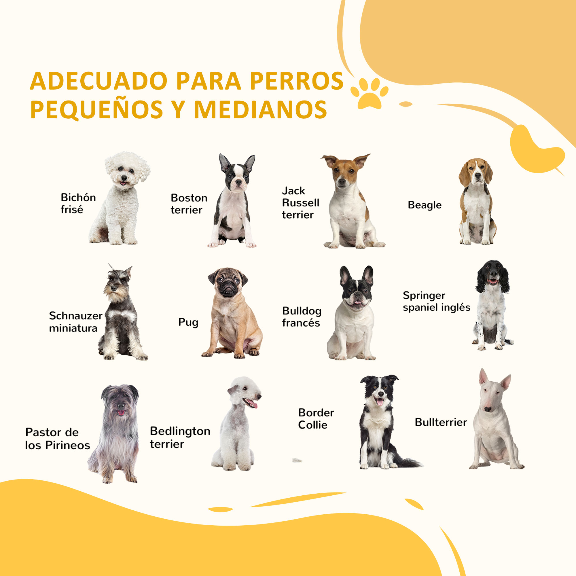 Imagen educativa muestra varias razas de perros con sus nombres debajo. Fondo amarillo.
